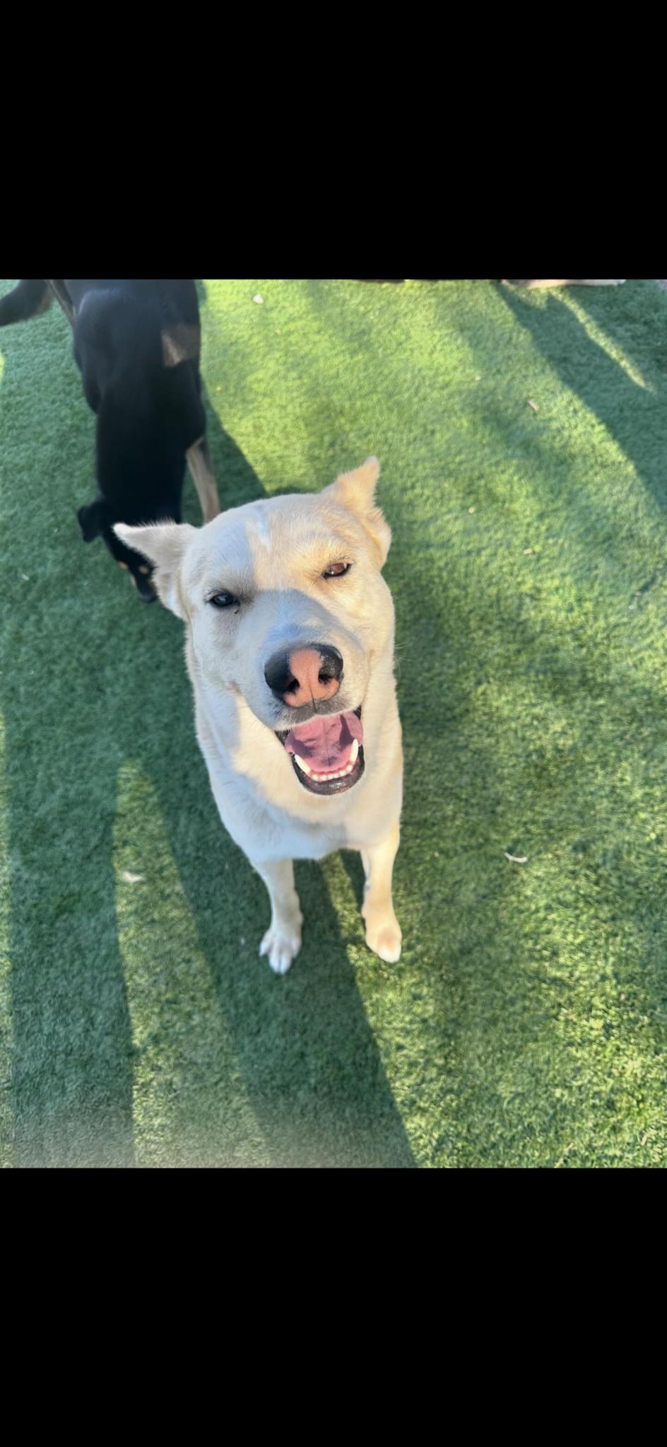 Junior, a ADOPTABLE mixed breed in San Rafael, CA image 3/6
