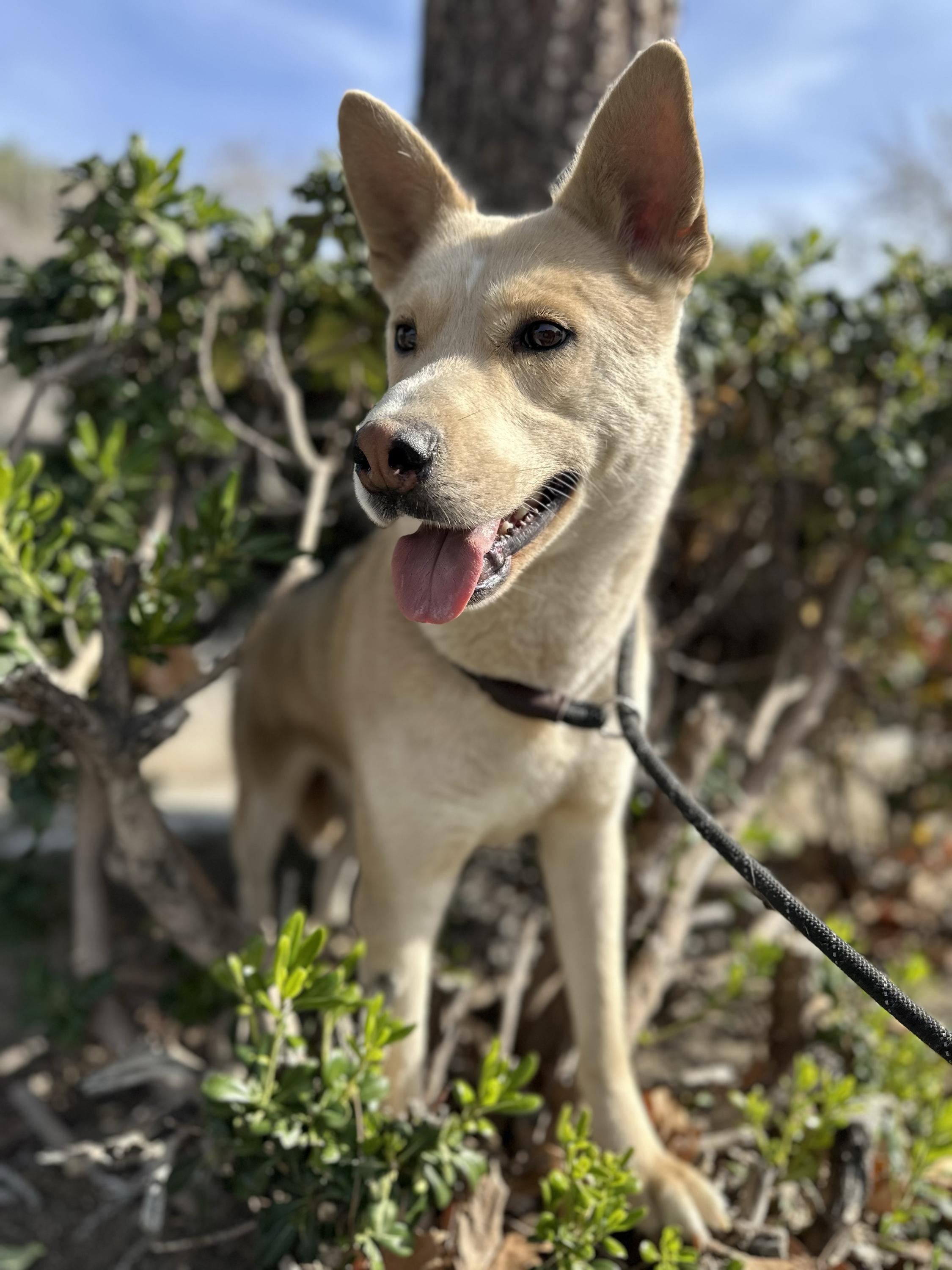 Junior, a ADOPTABLE mixed breed in San Rafael, CA image 6/6