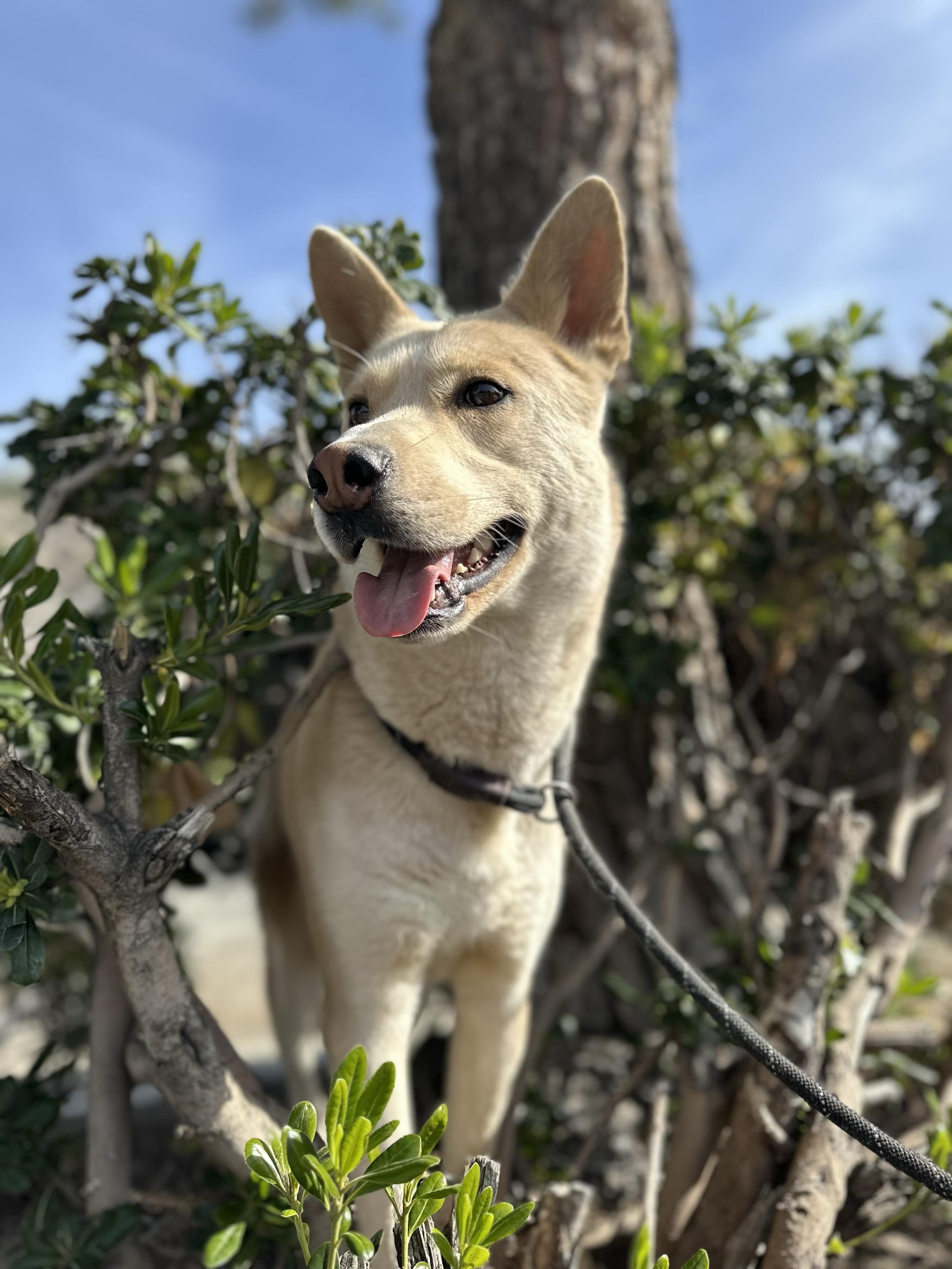 Junior, a ADOPTABLE mixed breed in San Rafael, CA image 1/6