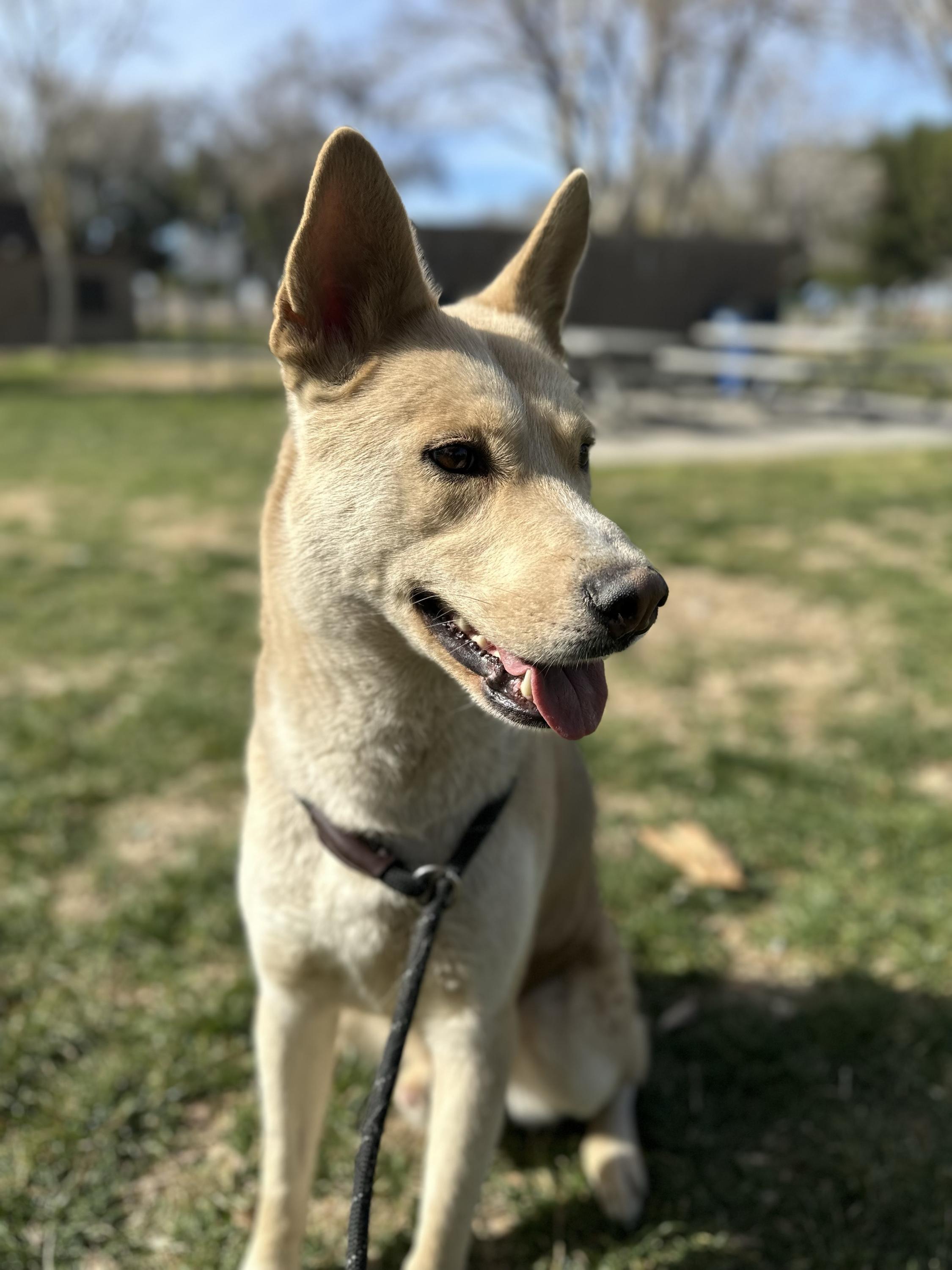 Junior, a ADOPTABLE mixed breed in San Rafael, CA image 5/6