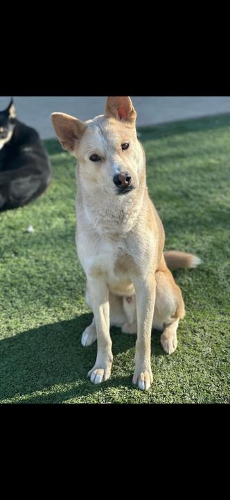 Junior, a ADOPTABLE mixed breed in San Rafael, CA image 4/6