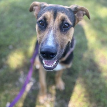 Enlarge CHLOE, a Adoptable Mixed Breed in Fernandina Beach, FL image 1/1