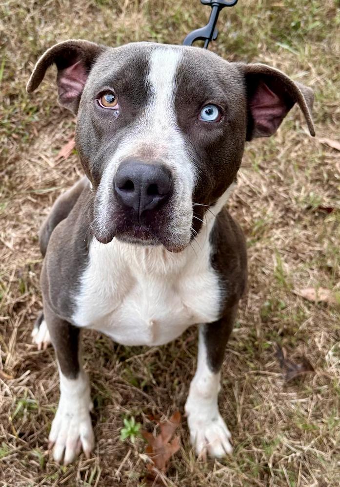 Kirby, Adoptable, Young Male American Staffordshire Terrier.