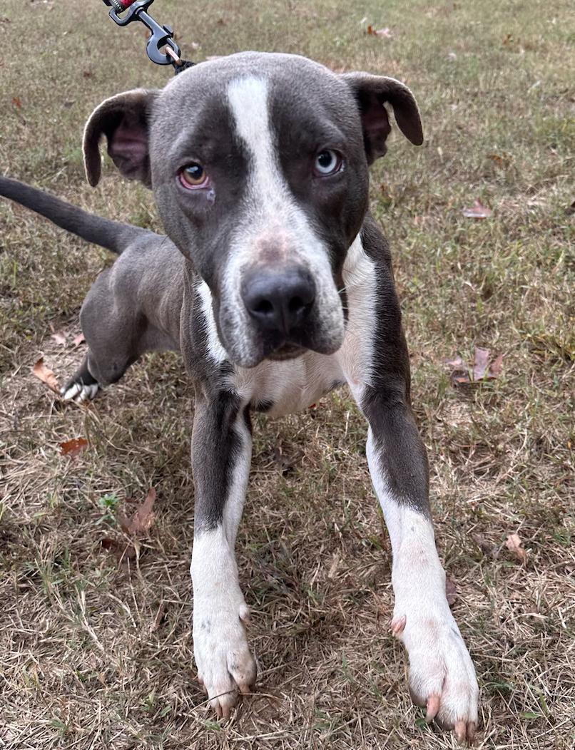 Kirby, a Adoptable American Staffordshire Terrier in Decatur, GA image 2/3