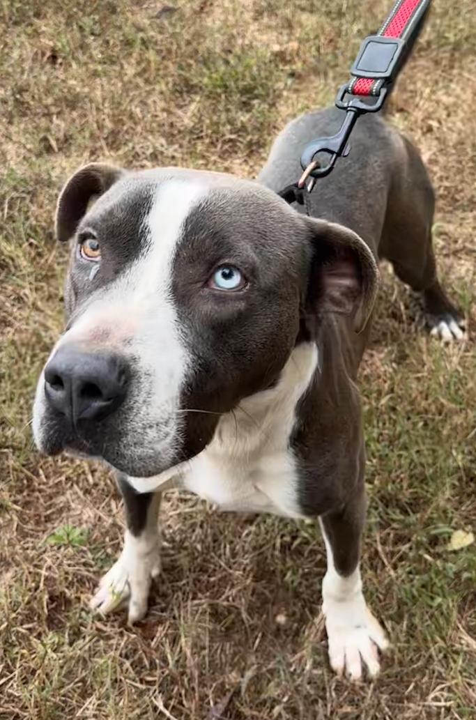 Kirby, a Adoptable American Staffordshire Terrier in Decatur, GA image 3/3