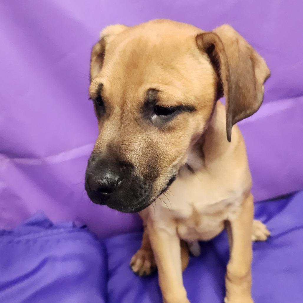 Enlarge Travolta, a Adoptable Mixed Breed in North Myrtle Beach, SC image 1/6