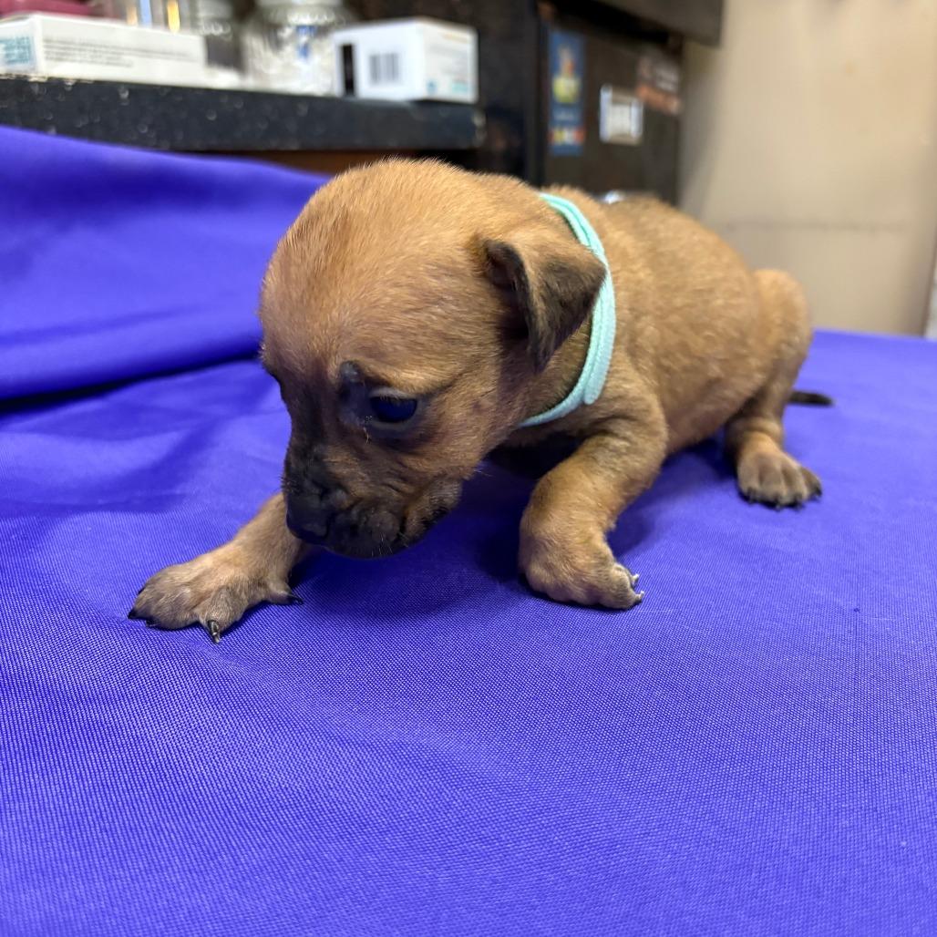 Enlarge Travolta, a Adoptable Mixed Breed in North Myrtle Beach, SC image 2/6