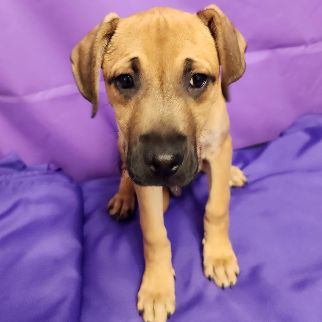 Enlarge Travolta, a Adoptable Mixed Breed in North Myrtle Beach, SC image 3/6