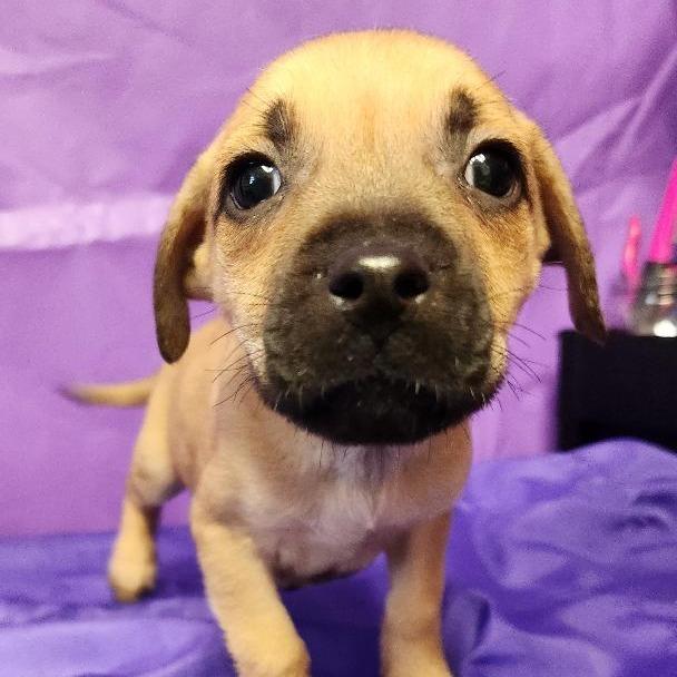 Enlarge Travolta, a Adoptable Mixed Breed in North Myrtle Beach, SC image 4/6