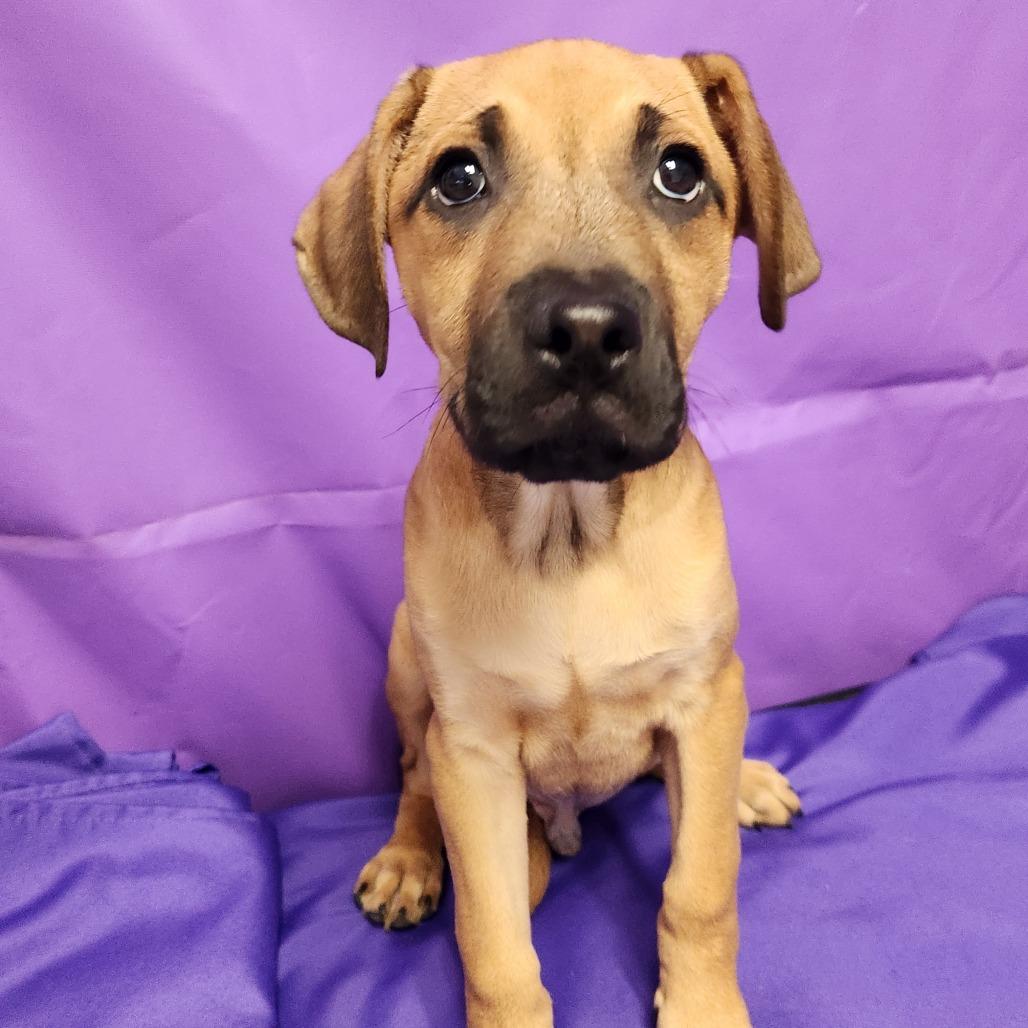 Enlarge Travolta, a Adoptable Mixed Breed in North Myrtle Beach, SC image 5/6