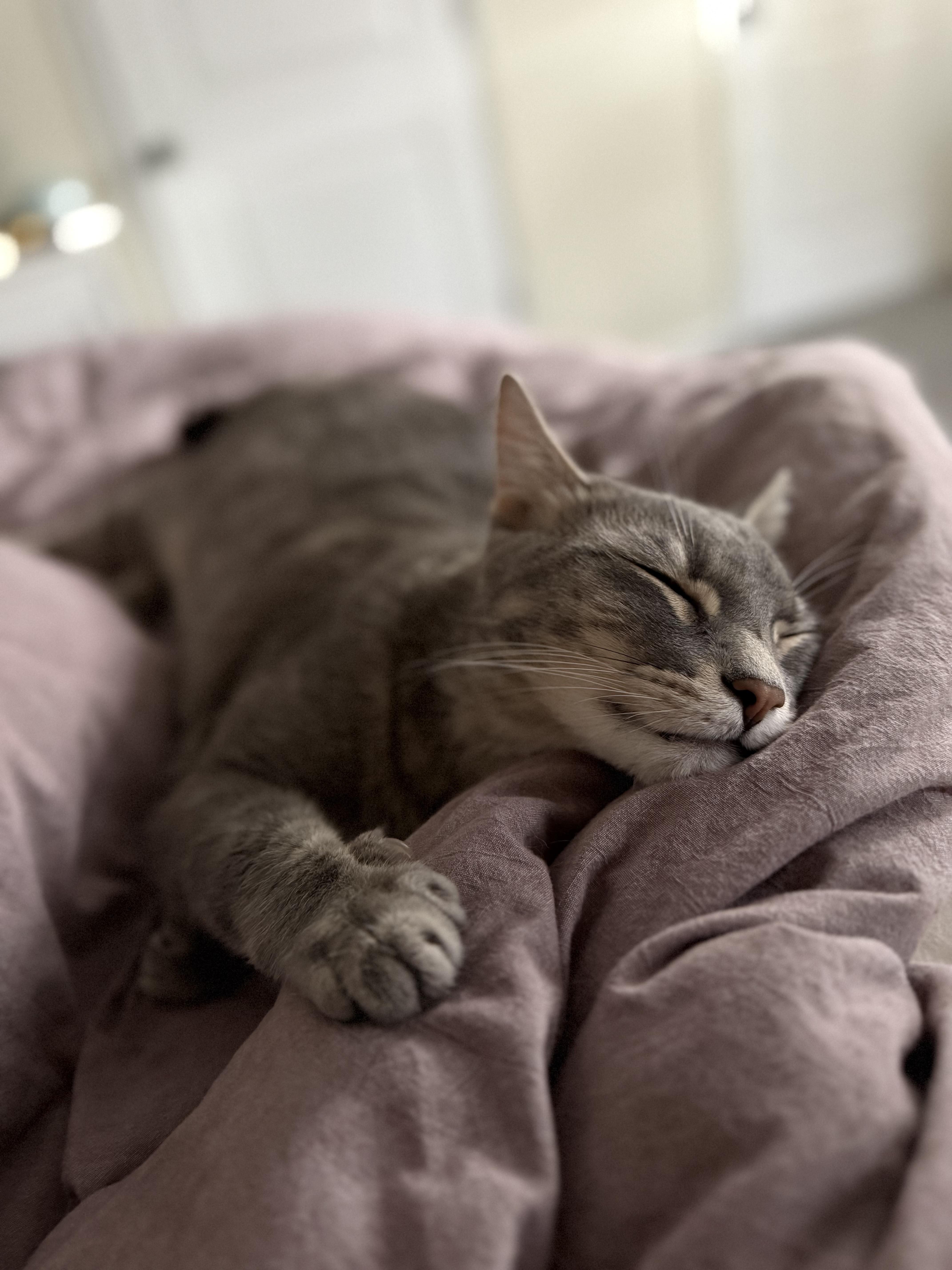 Hutch, adopted, Adult Male Domestic Short Hair.