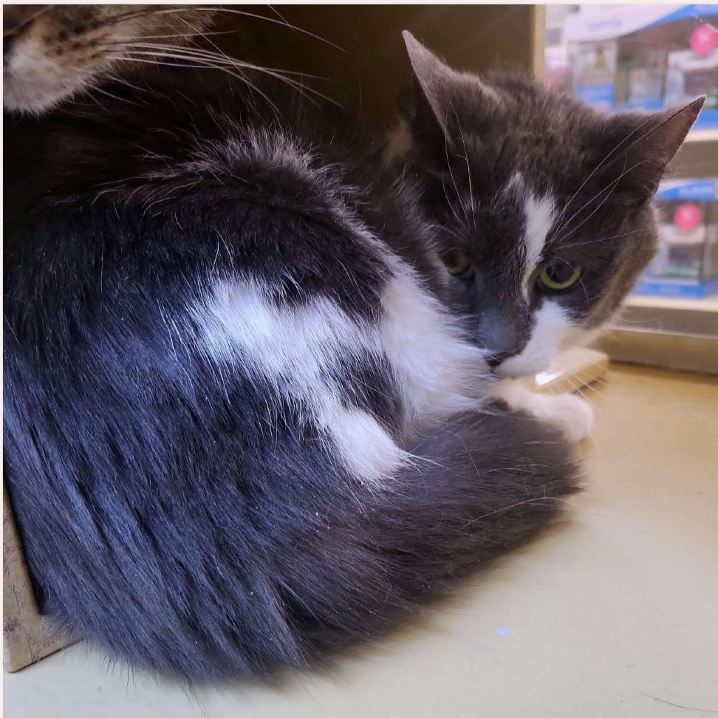 Enlarge Foggy, a Adoptable Domestic Short Hair in Ashland, VA image 1/1