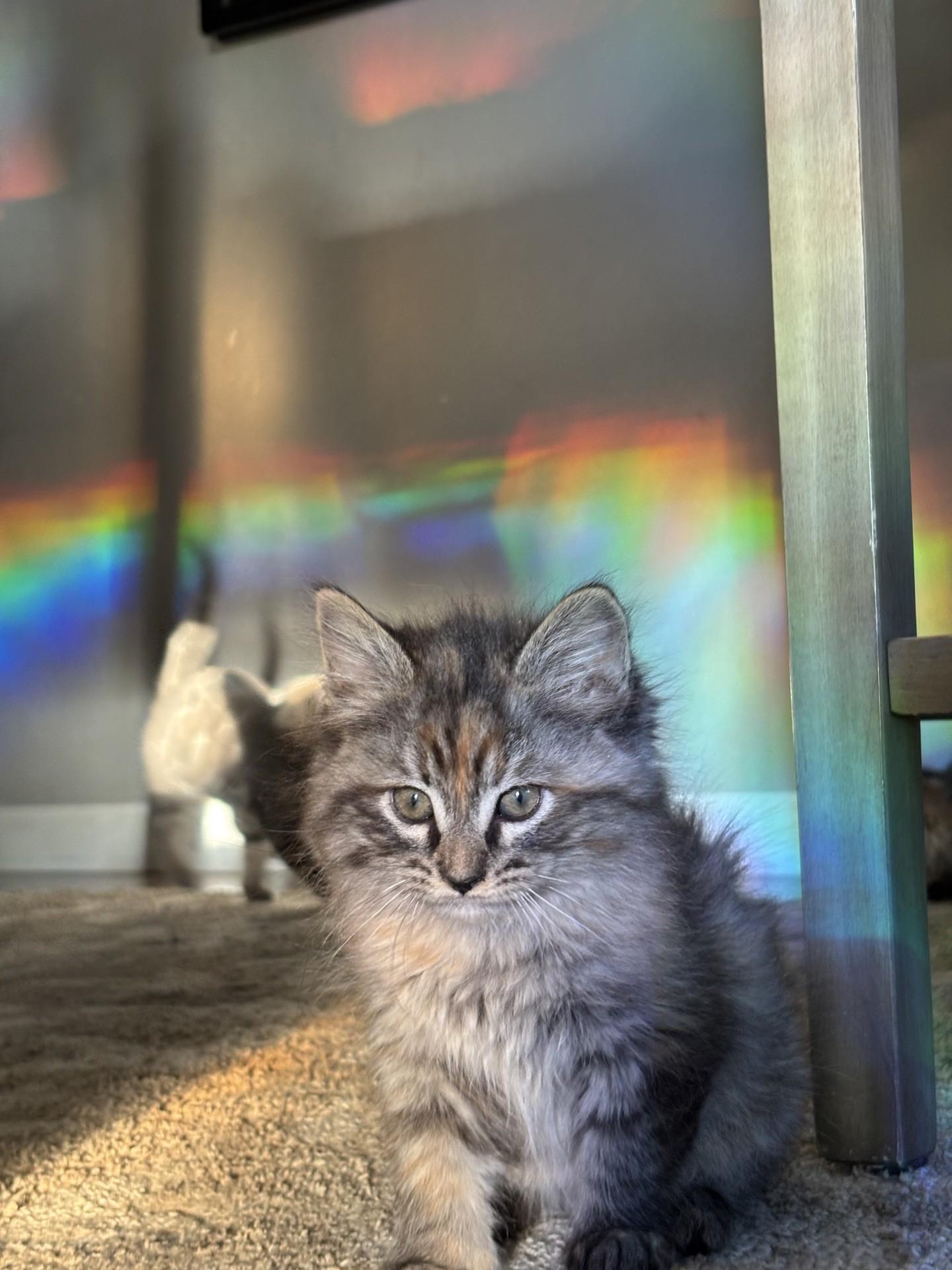 Brad Pitt, a Adoptable Domestic Medium Hair in Reno, NV image 1/6