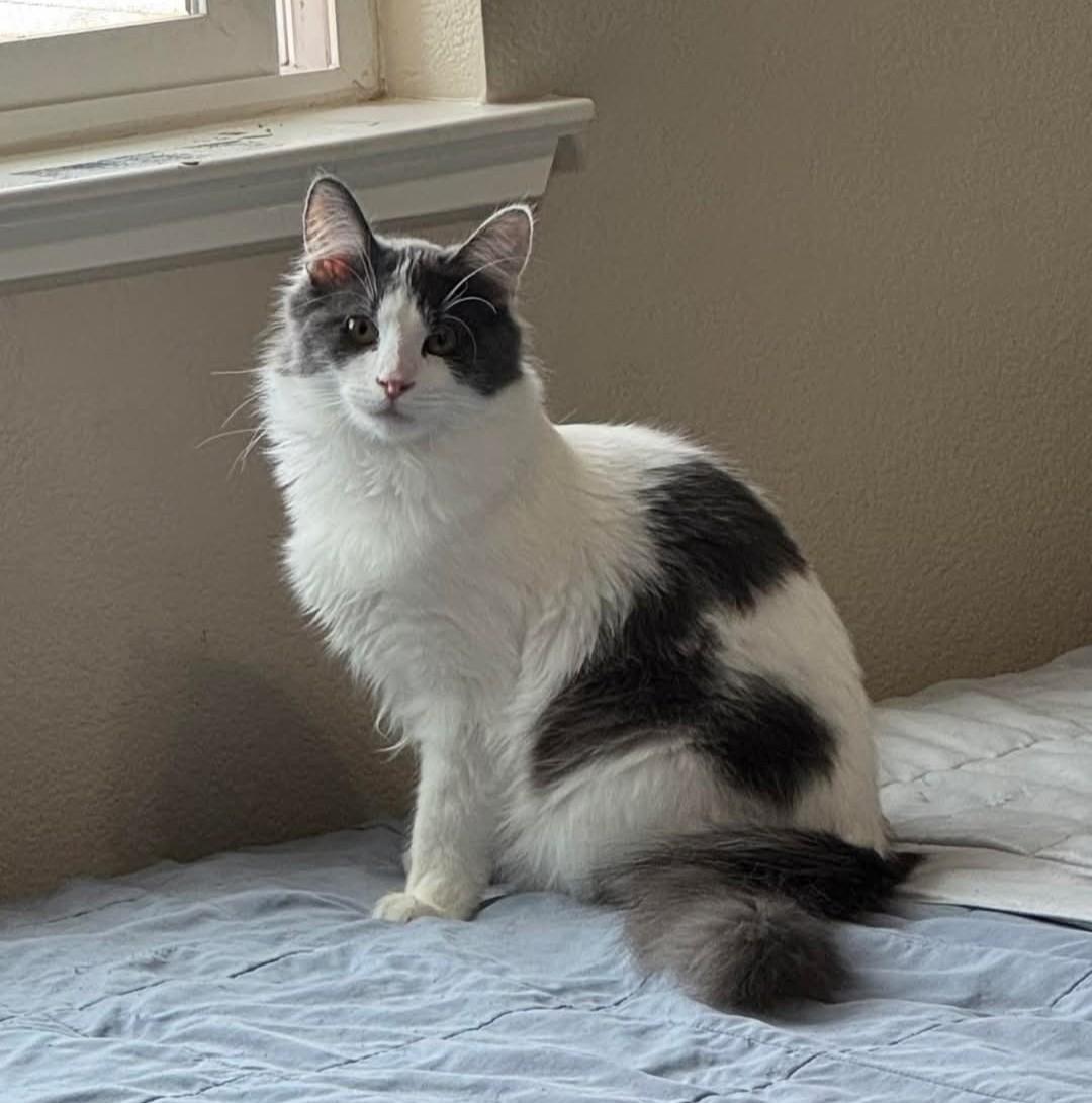 Brad Pitt, Adoptable, Kitten Male Domestic Medium Hair.