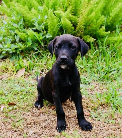 Enlarge Luna - TX, a ADOPTABLE mixed breed in Warren, ME image 3/6