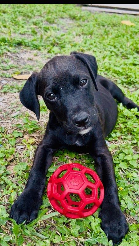 Enlarge Luna - TX, a ADOPTABLE mixed breed in Warren, ME image 1/6