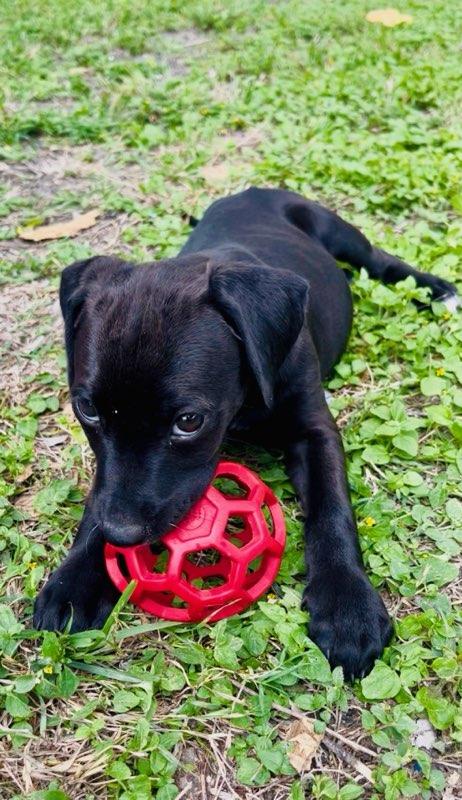 Enlarge Luna - TX, a ADOPTABLE mixed breed in Warren, ME image 6/6