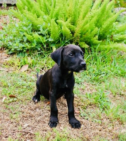 Enlarge Luna - TX, a ADOPTABLE mixed breed in Warren, ME image 5/6