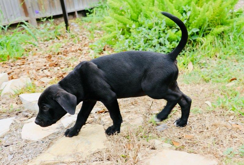 Enlarge Luna - TX, a ADOPTABLE mixed breed in Warren, ME image 4/6