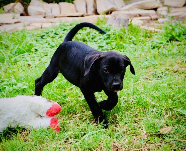 Enlarge Luna - TX, a ADOPTABLE mixed breed in Warren, ME image 2/6