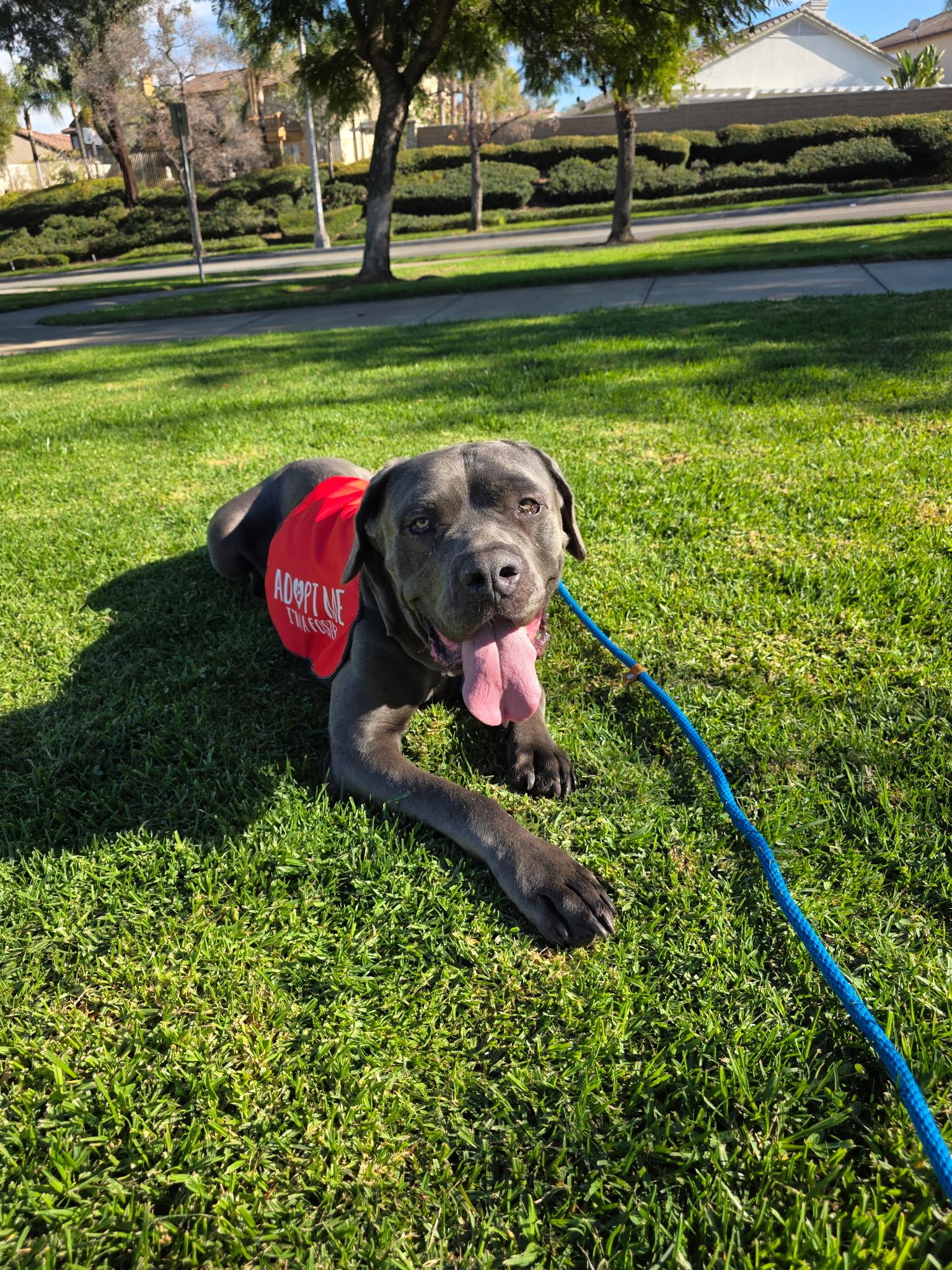 Enlarge Blue is Available at Maison Sûre, a ADOPTABLE Cane Corso in Sherman Oaks, CA image 4/6