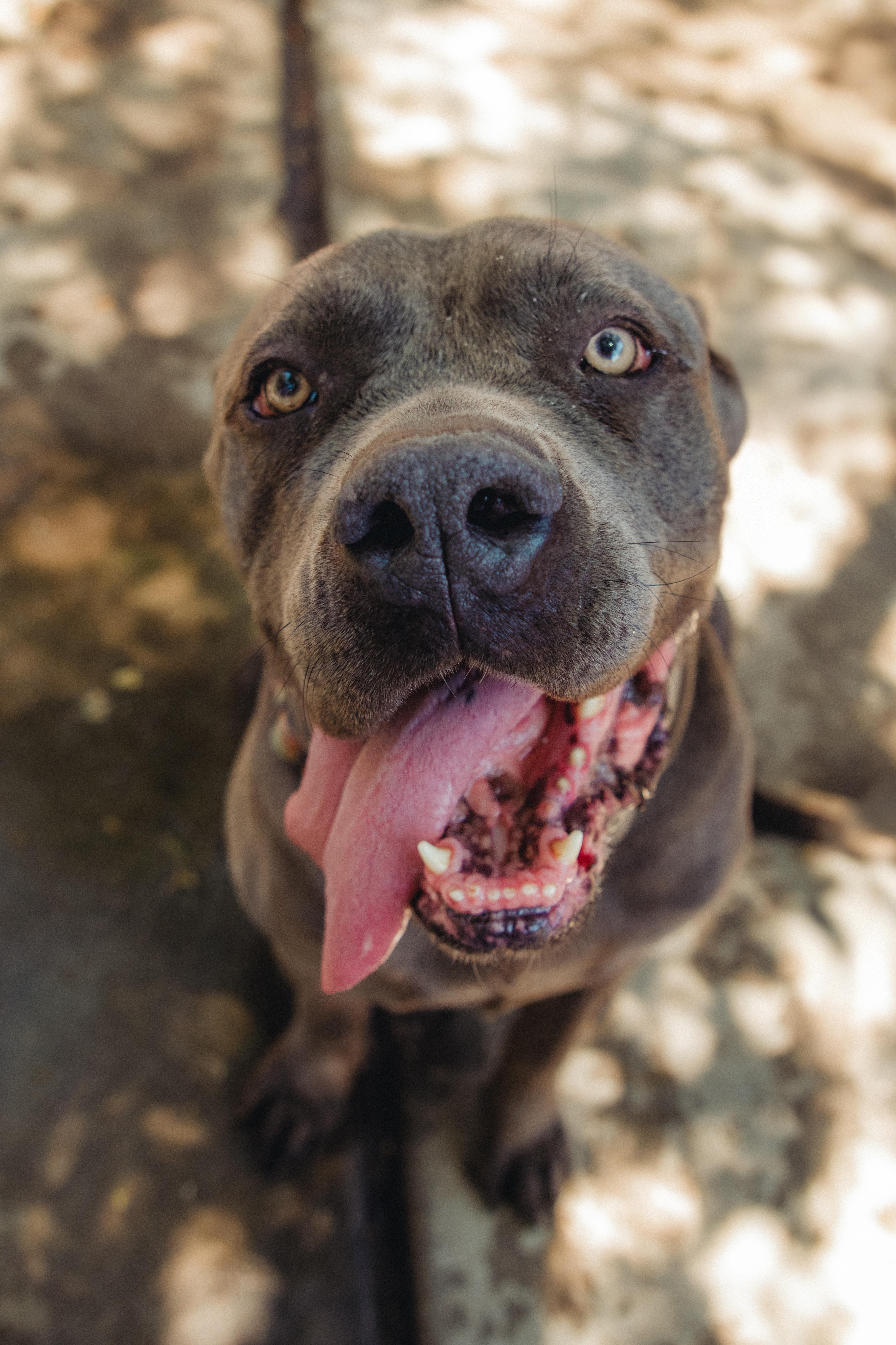 Enlarge Blue is Available at Maison Sûre, a ADOPTABLE Cane Corso in Sherman Oaks, CA image 6/6