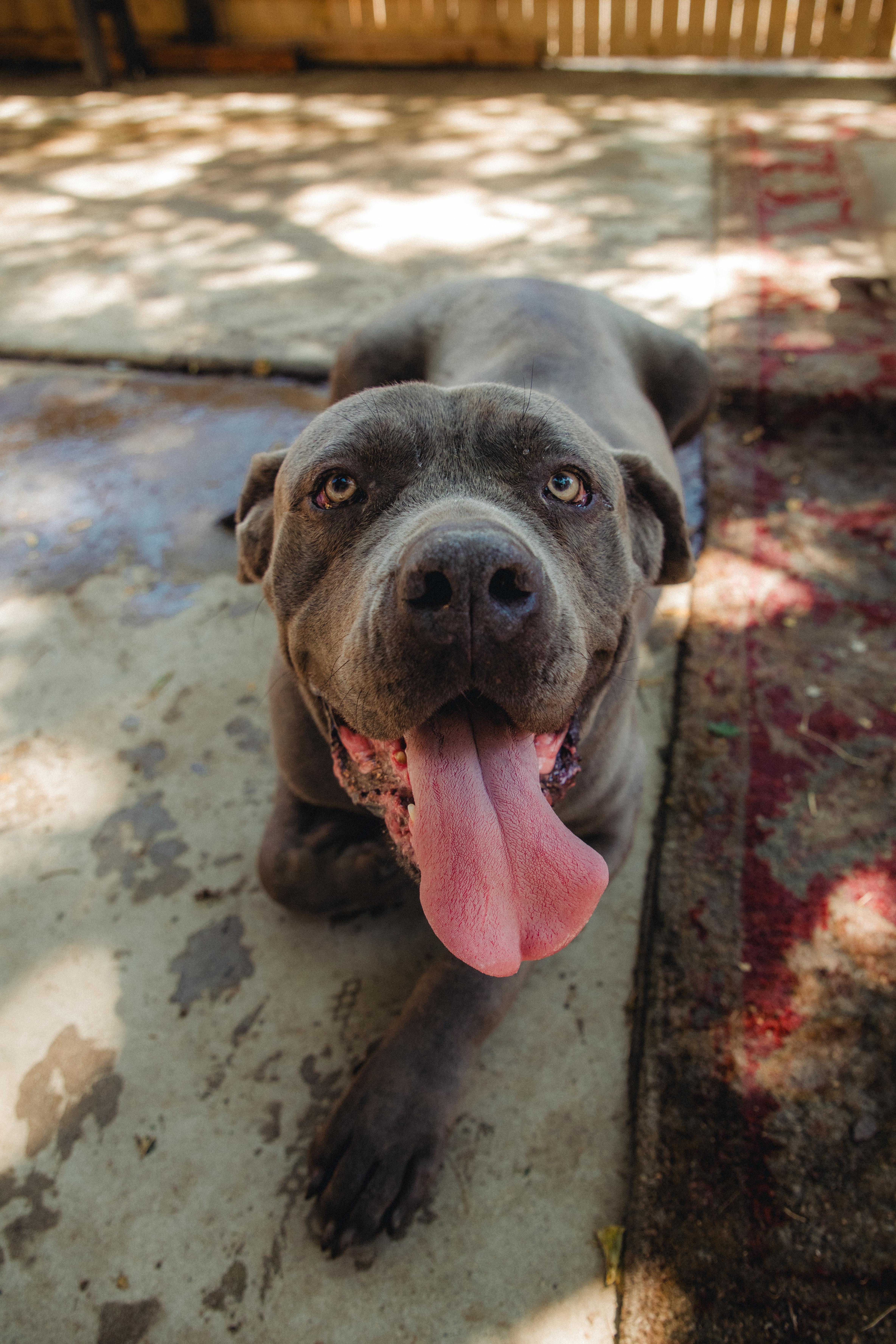 Blue is Available at Maison Sûre, ADOPTABLE, Adult Male Cane Corso.