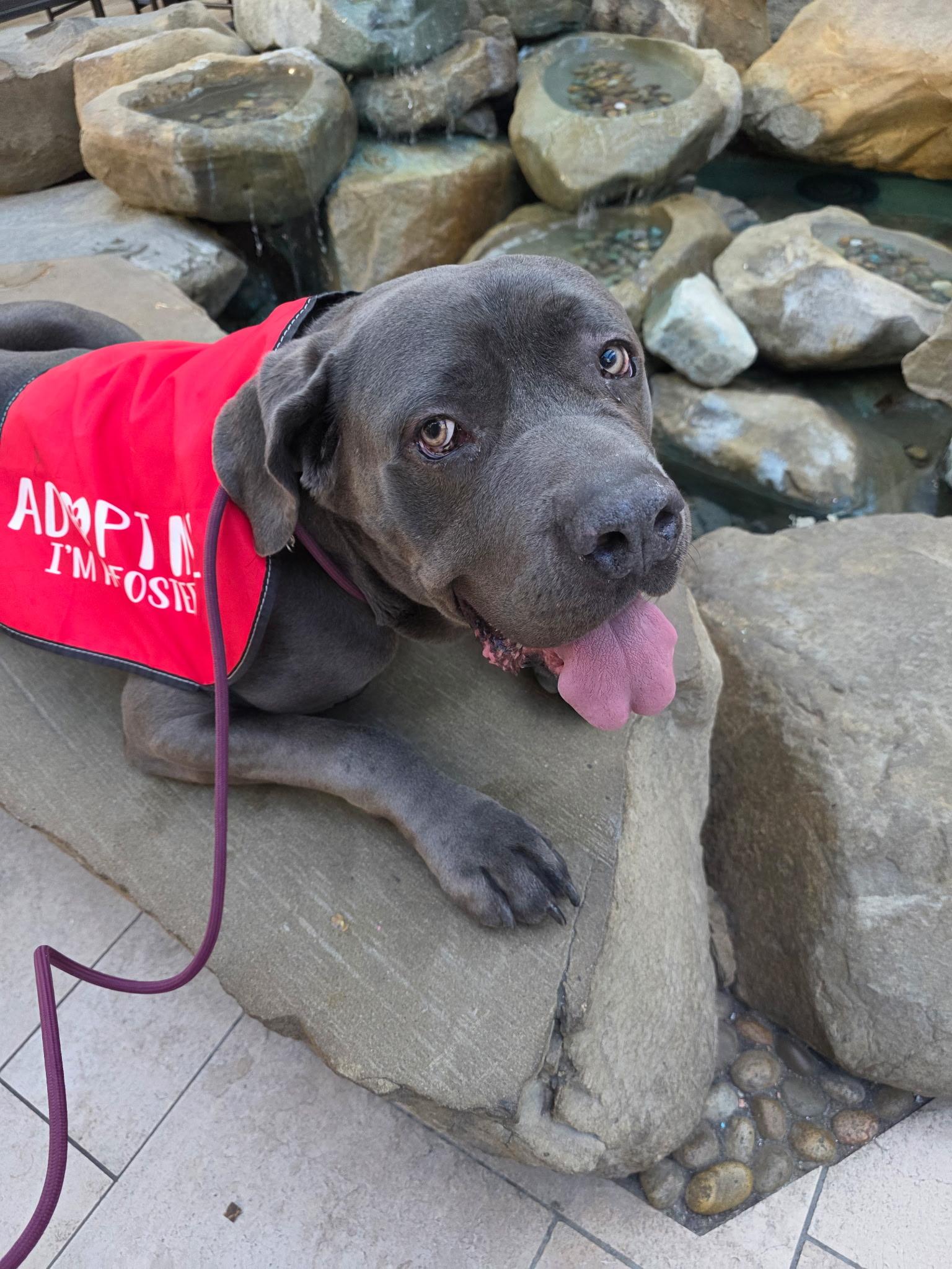 Enlarge Blue is Available at Maison Sûre, a ADOPTABLE Cane Corso in Sherman Oaks, CA image 2/6