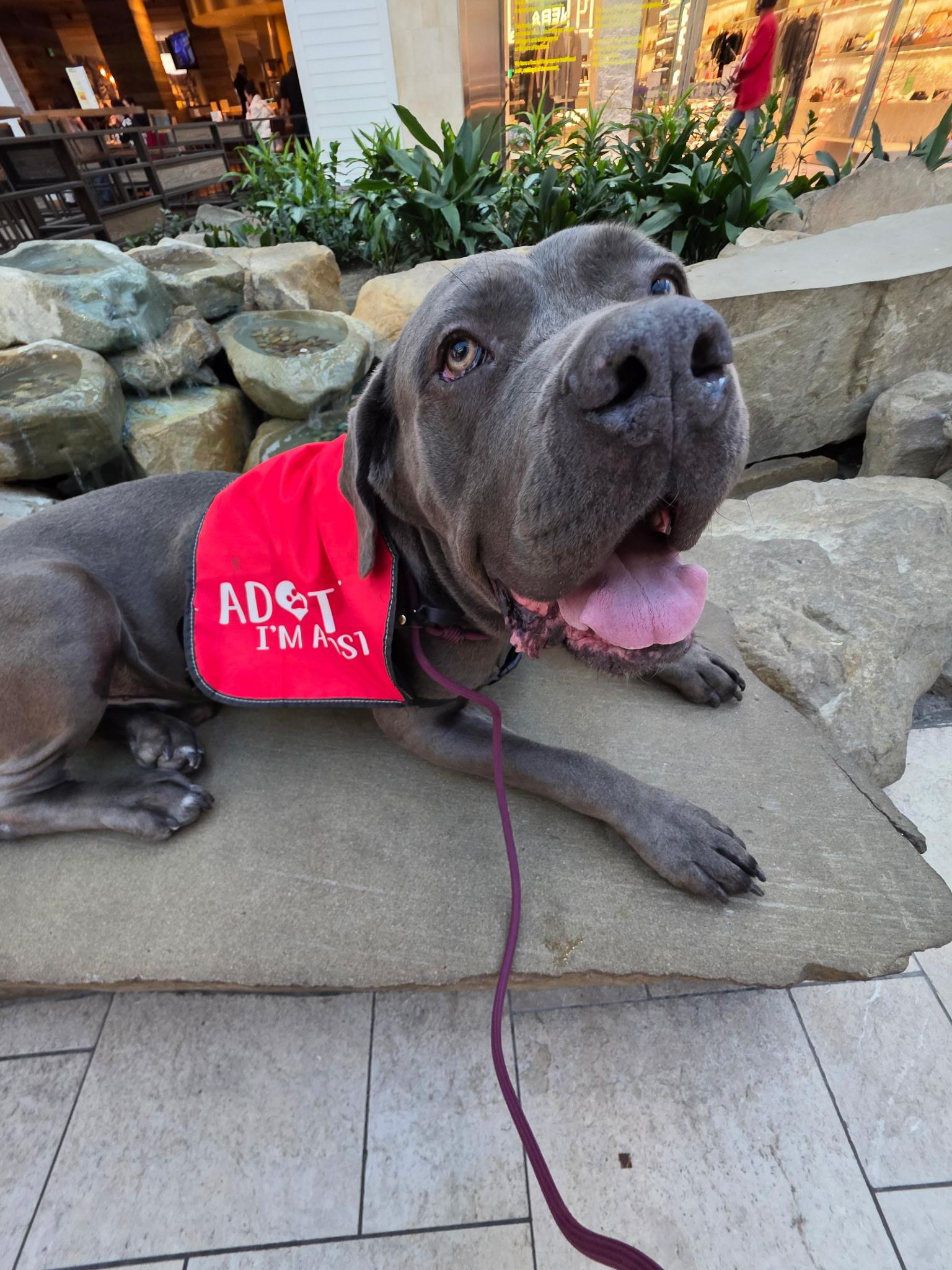 Enlarge Blue is Available at Maison Sûre, a ADOPTABLE Cane Corso in Sherman Oaks, CA image 5/6