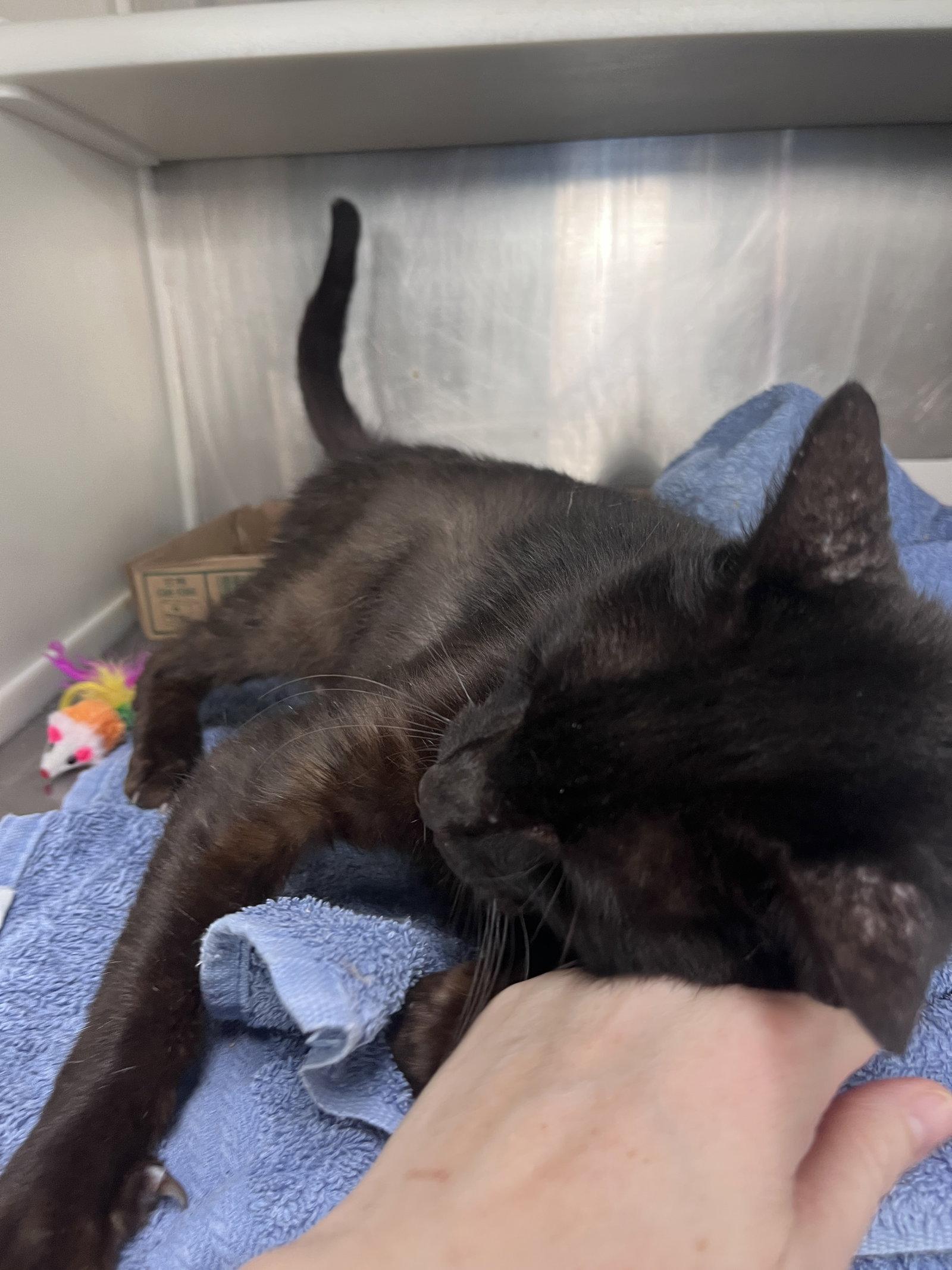 Enlarge Deigo, a Adoptable Domestic Short Hair in Carrollton, GA image 1/3