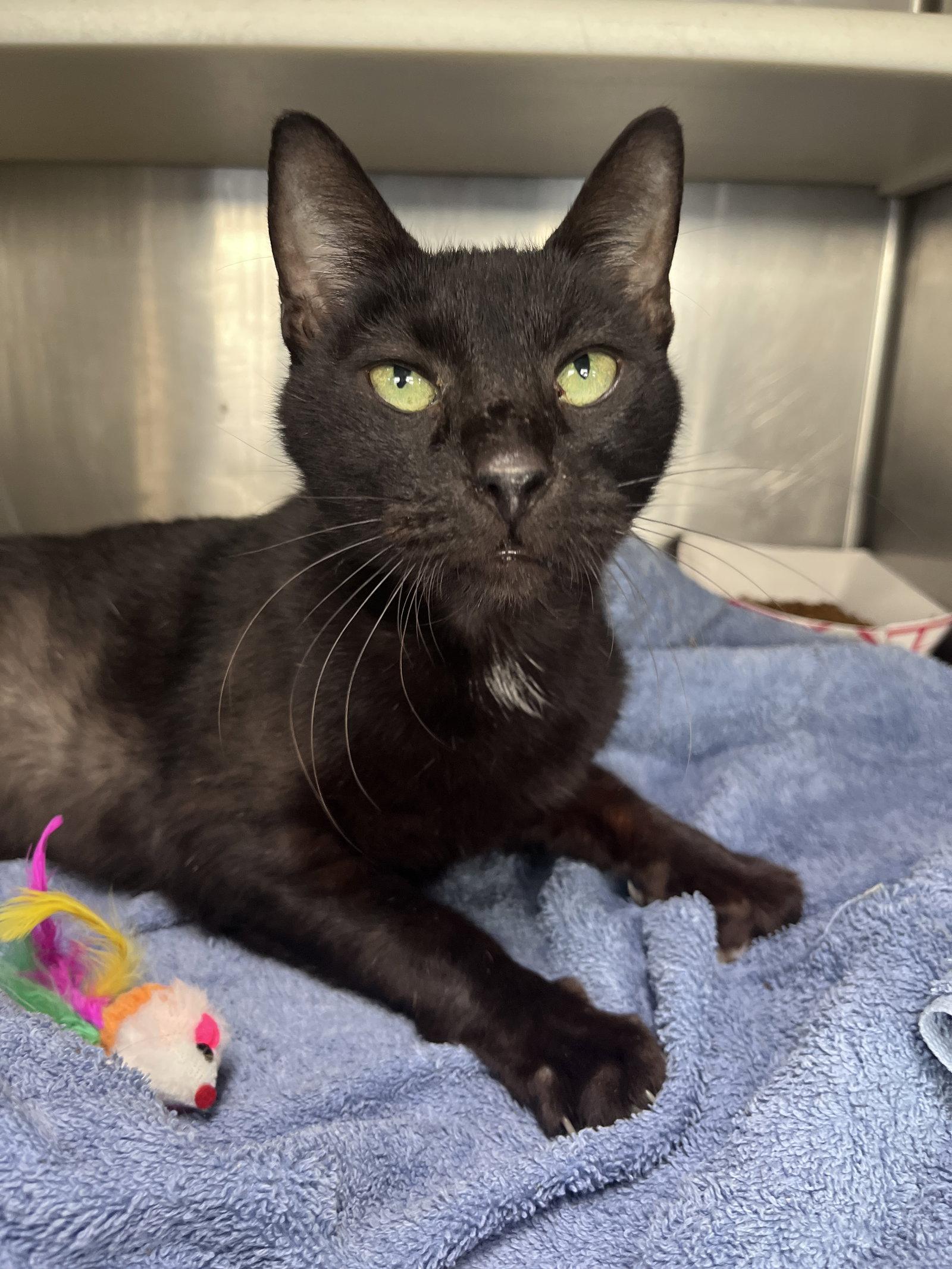 Enlarge Deigo, a Adoptable Domestic Short Hair in Carrollton, GA image 2/3