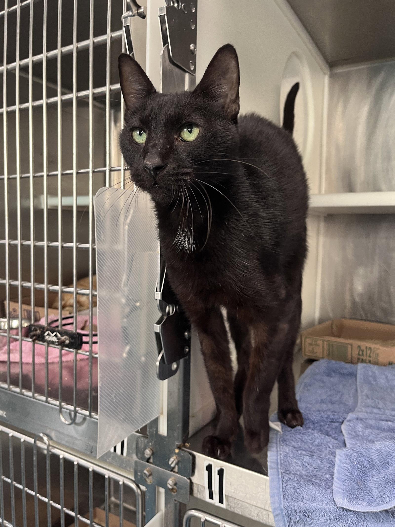 Enlarge Deigo, a Adoptable Domestic Short Hair in Carrollton, GA image 3/3