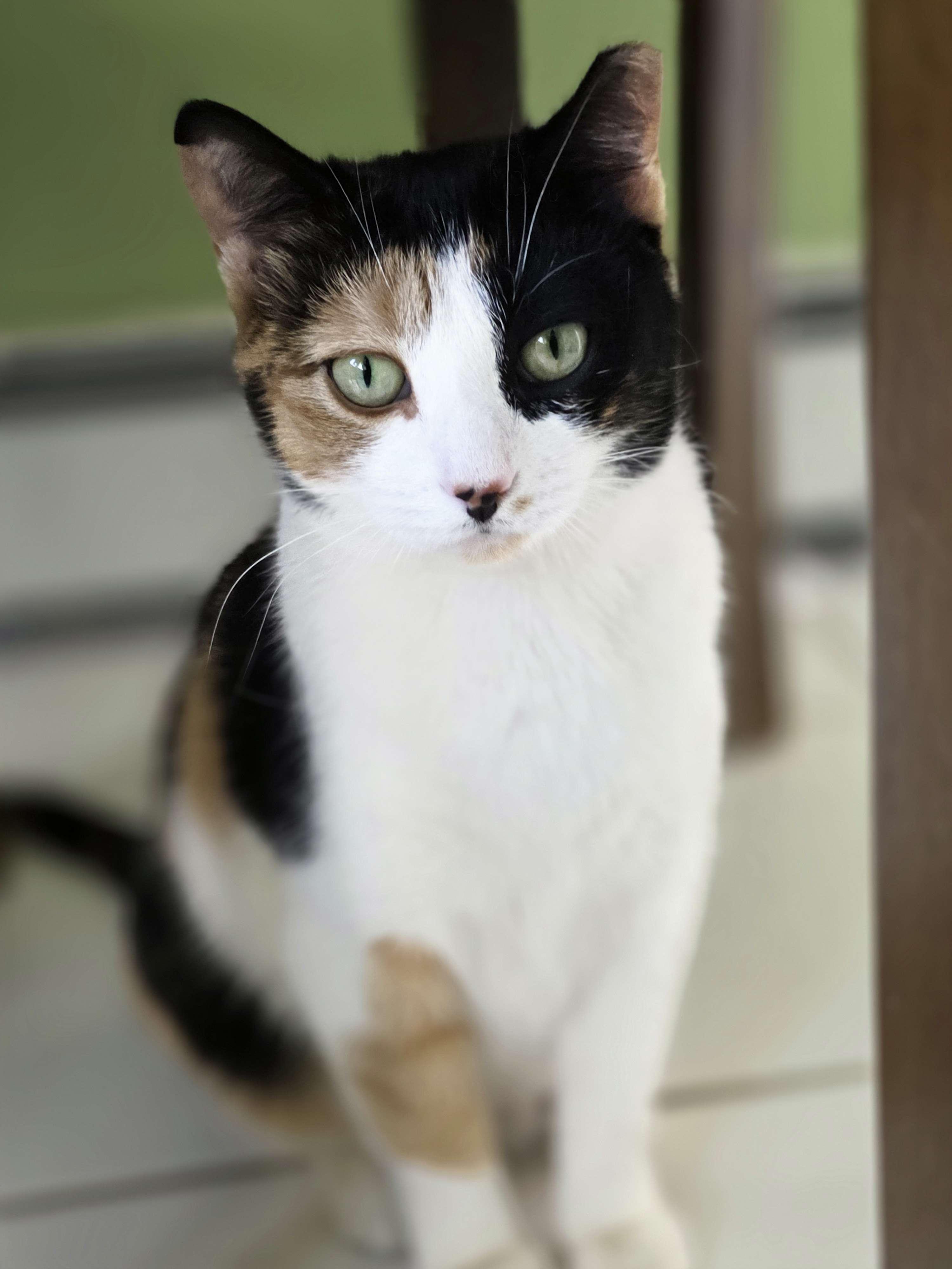 Enlarge Truffle, an adopted Domestic Short Hair in Piscataway, NJ image 1/4