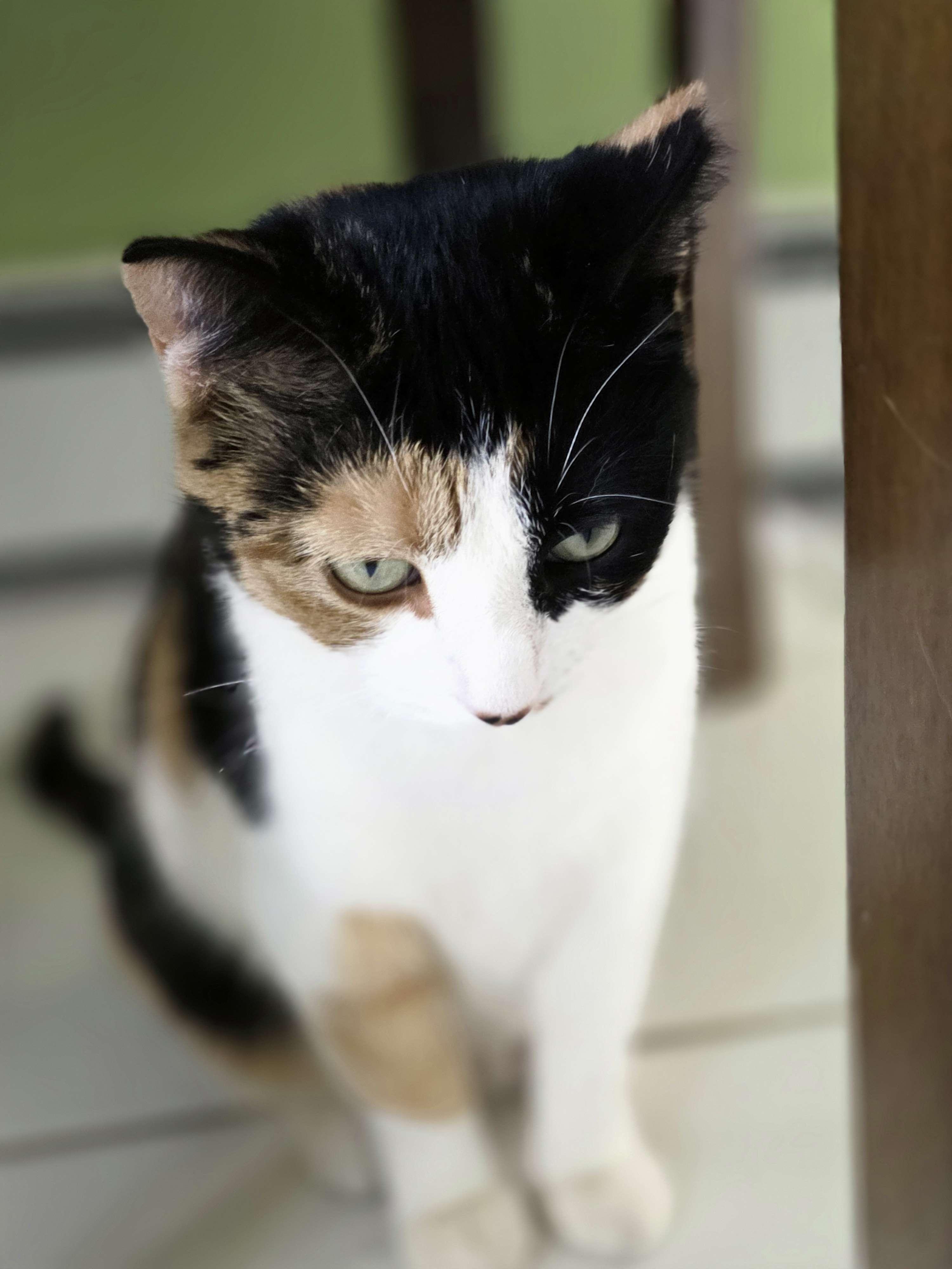 Enlarge Truffle, an adopted Domestic Short Hair in Piscataway, NJ image 3/4