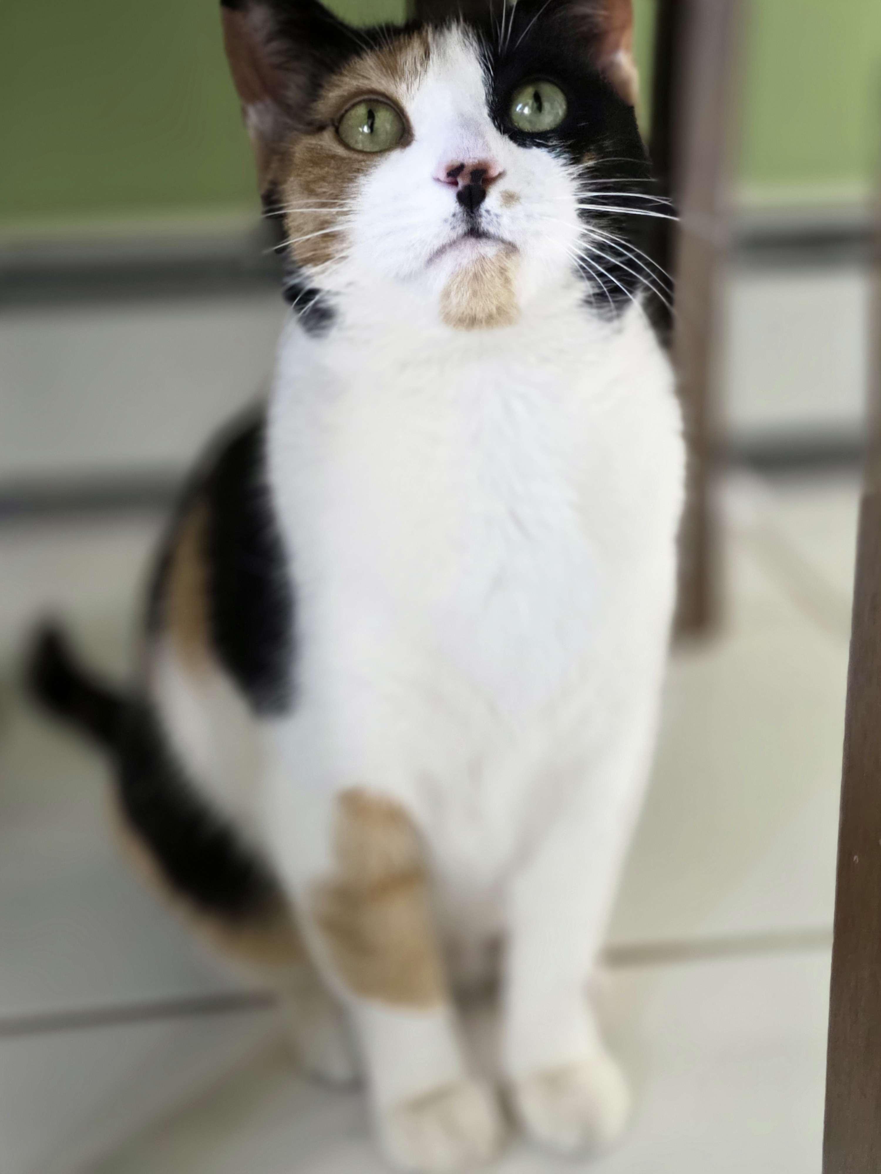 Enlarge Truffle, an adopted Domestic Short Hair in Piscataway, NJ image 2/4