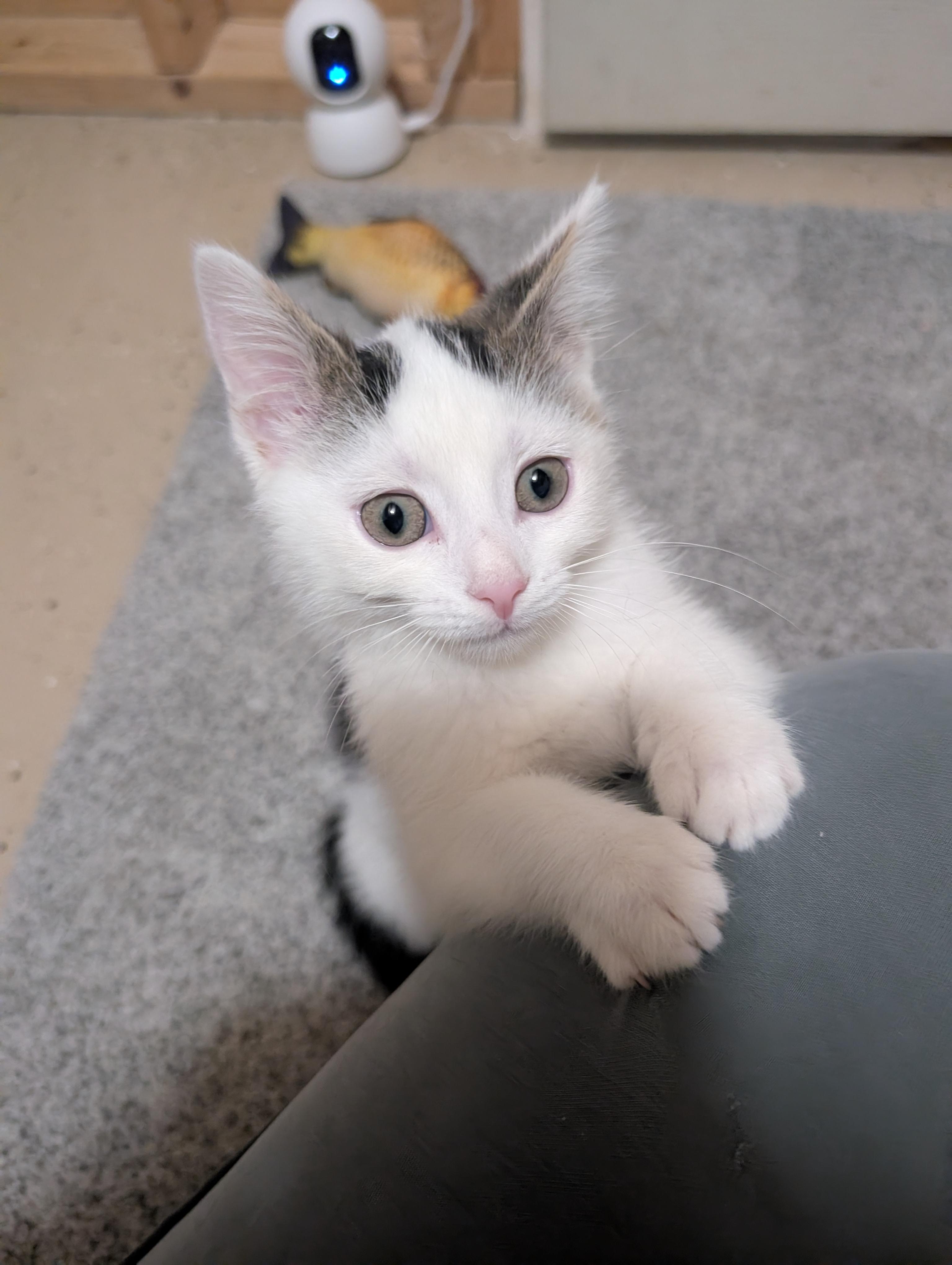 Poptart, an adopted mixed breed in Kenosha , WI image 3/4