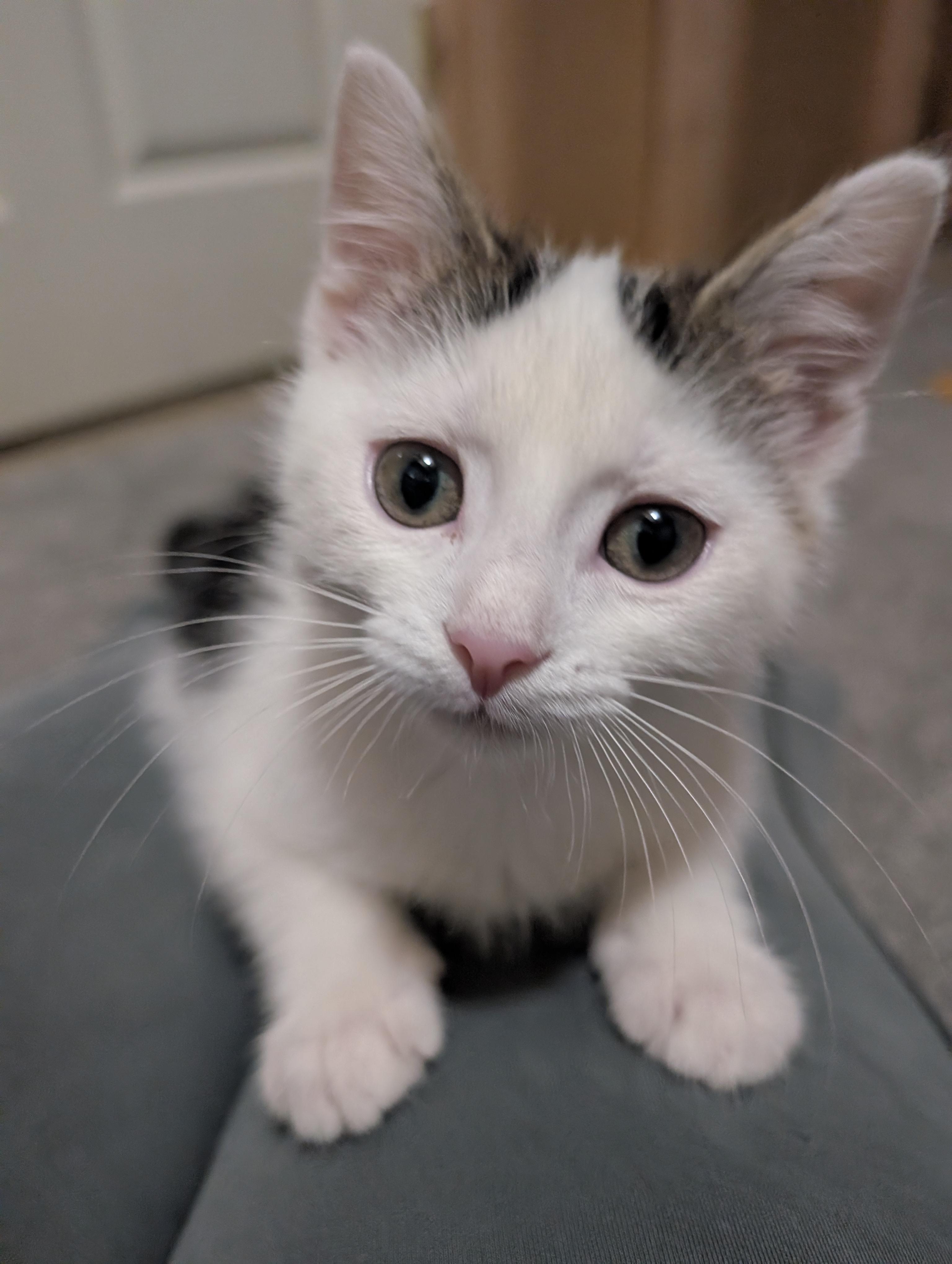 Poptart, adopted, Kitten Male Domestic Short Hair.