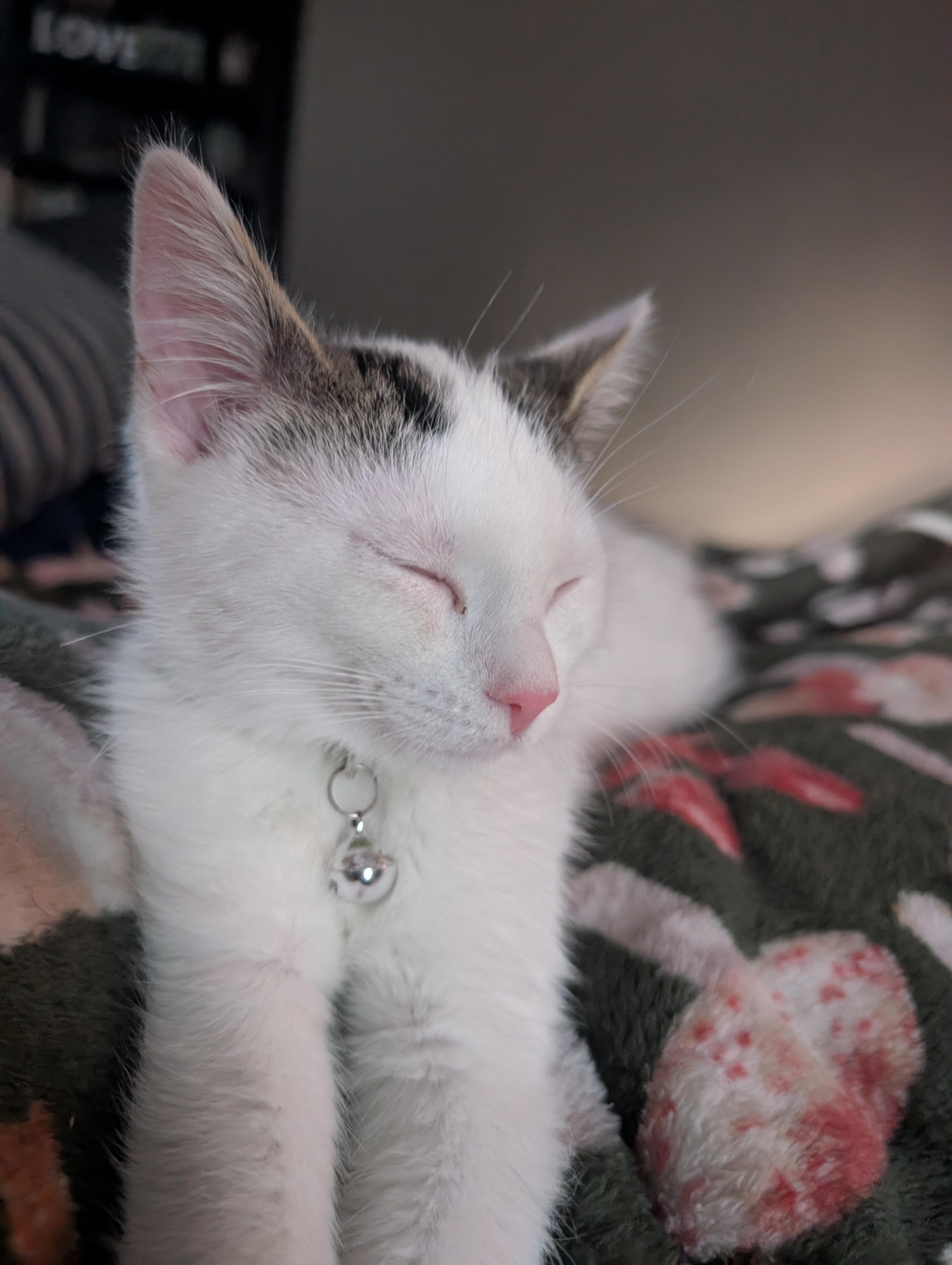 Poptart, an adopted mixed breed in Kenosha , WI image 2/4