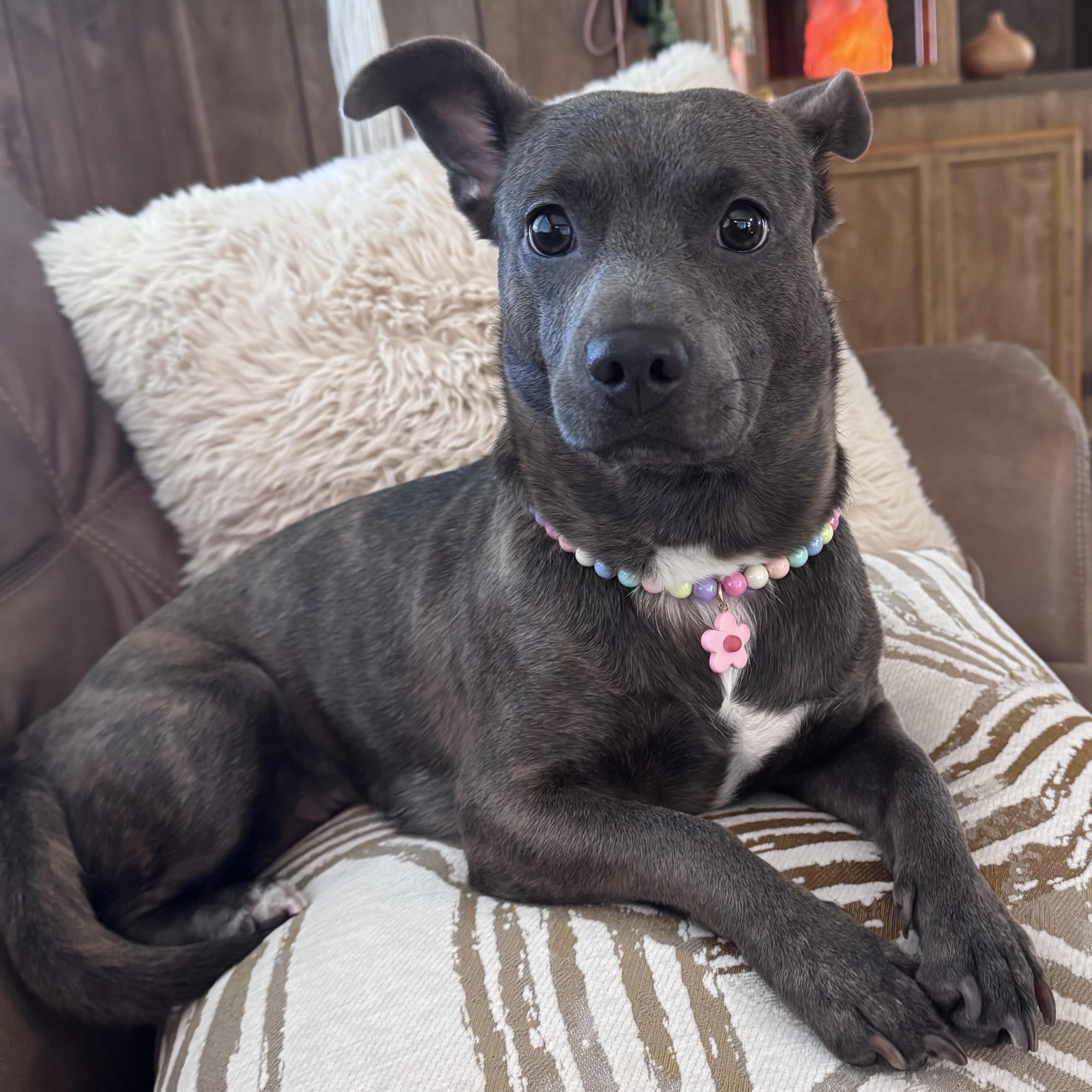 Enlarge Isha, a Adopted mixed breed in Whittier, CA image 3/4
