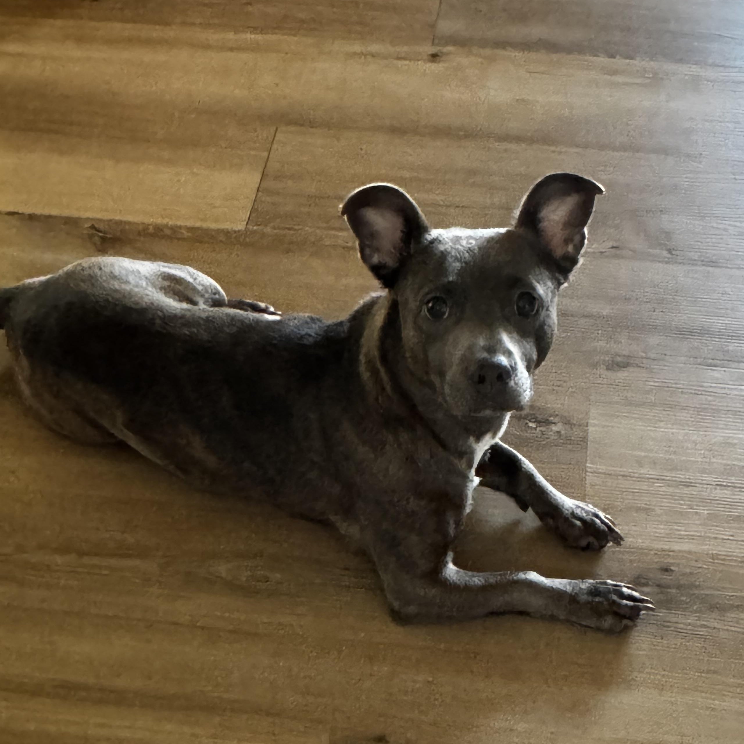 Enlarge Isha, a Adopted mixed breed in Whittier, CA image 4/4