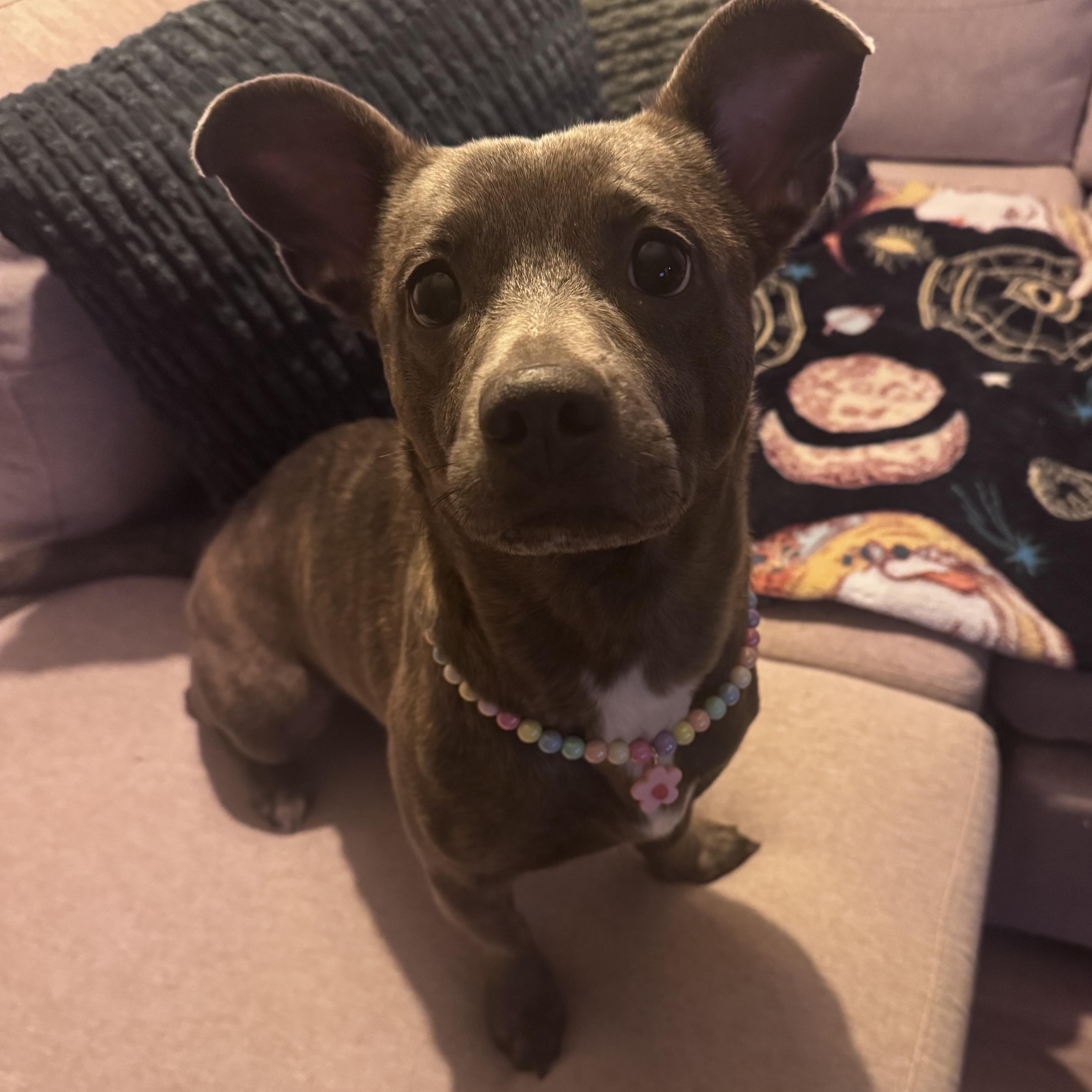 Enlarge Isha, a Adopted mixed breed in Whittier, CA image 1/4