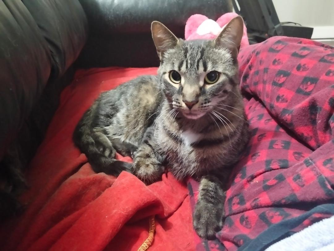 Enlarge Chopstick, a ADOPTABLE Tabby in Hamilton, ON image 3/3