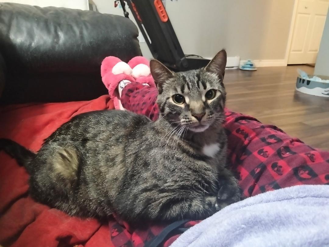 Enlarge Chopstick, a ADOPTABLE Tabby in Hamilton, ON image 2/3