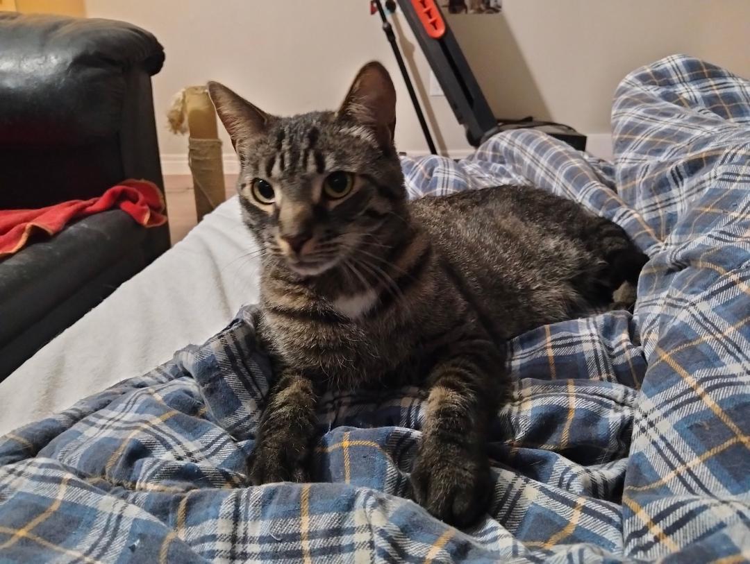 Enlarge Chopstick, a ADOPTABLE Tabby in Hamilton, ON image 1/3