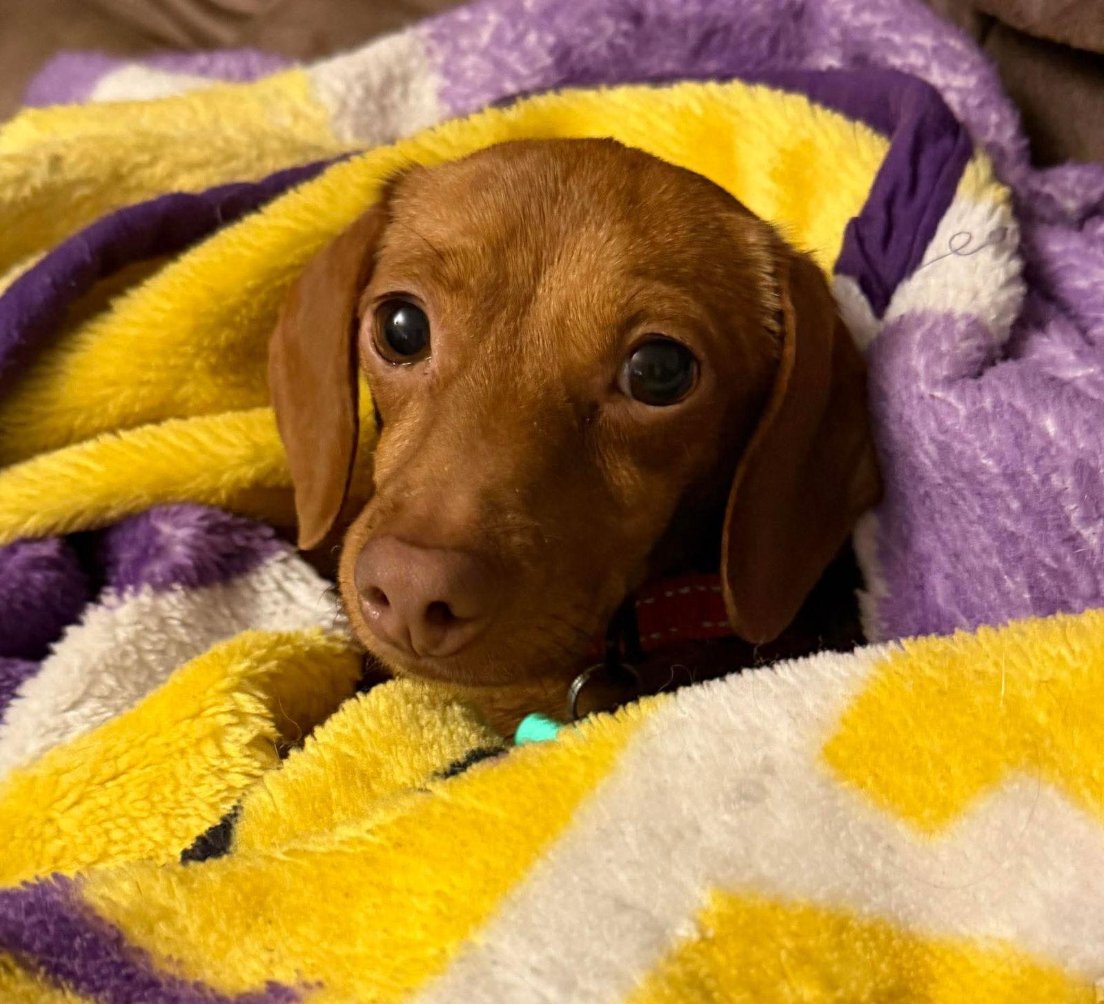 Enlarge Lottie, a Adoptable Dachshund in Sioux Falls, SD image 1/1