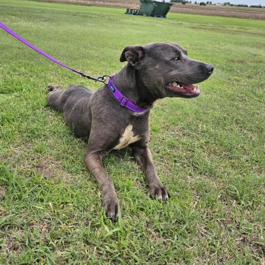 Dog for adoption Doll Face, a Staffordshire Bull Terrier in Larned, KS Petfinder