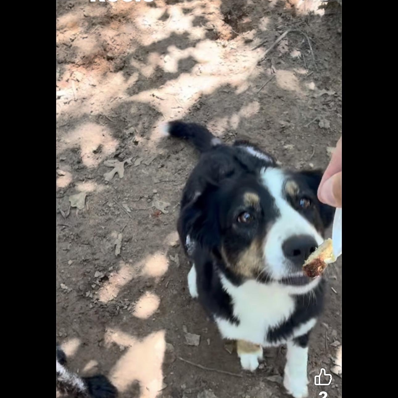 Enlarge Bella, a Adoptable Australian Shepherd in Louisburg, KS image 3/6