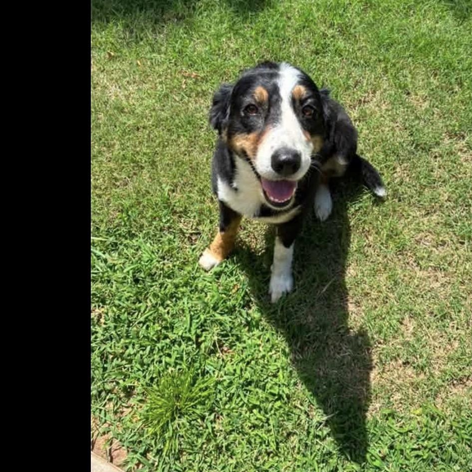 Enlarge Bella, a Adoptable Australian Shepherd in Louisburg, KS image 5/6