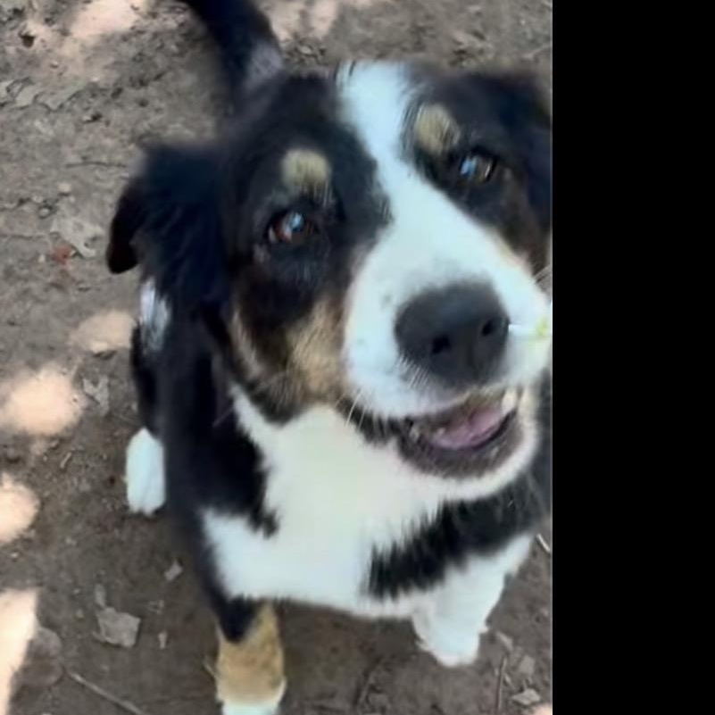 Enlarge Bella, a Adoptable Australian Shepherd in Louisburg, KS image 2/6