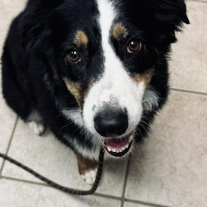Enlarge Bella, a Adoptable Australian Shepherd in Louisburg, KS image 1/6